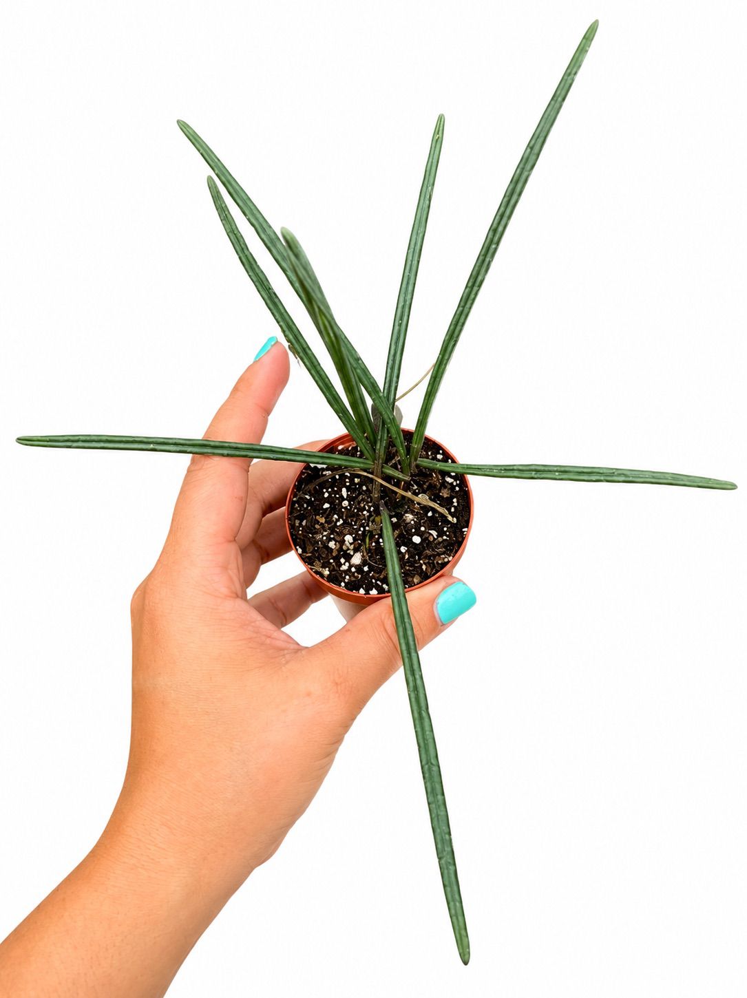 Hoya insularis 3”