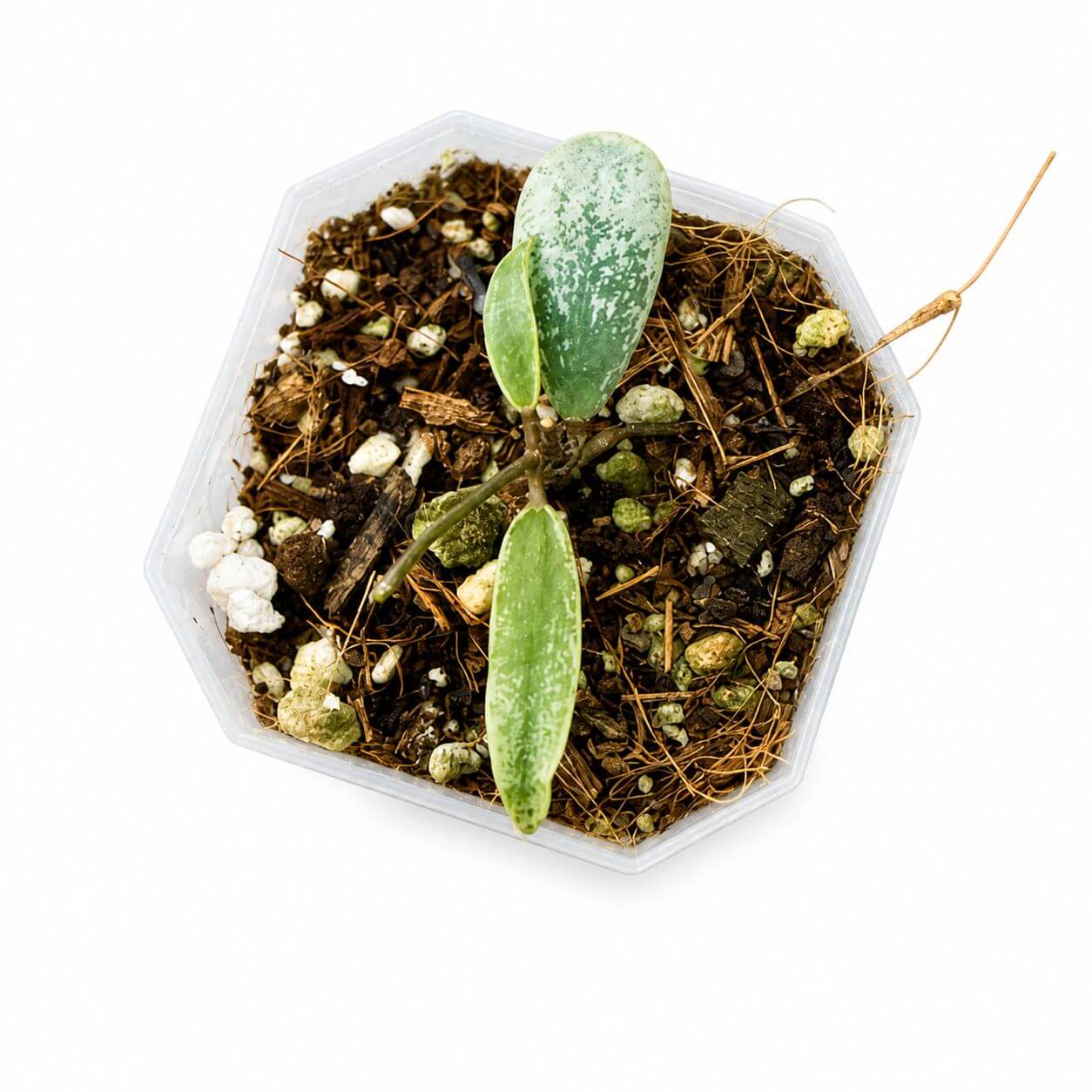Hoya kalimatan mini silver coin 3”