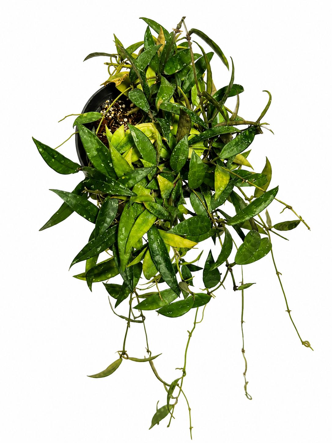 Hoya lacunosa 4”