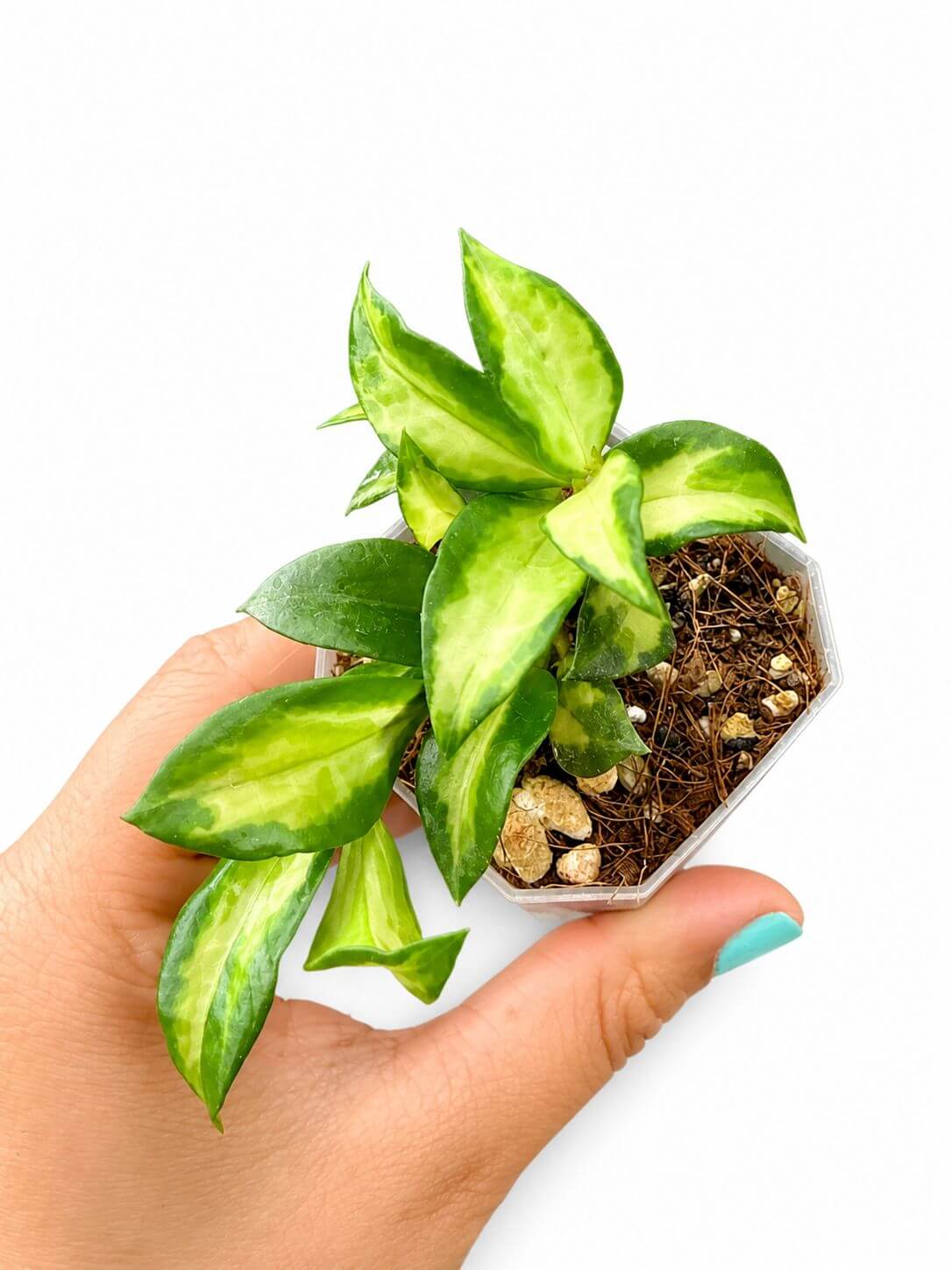 Hoya lacunosa Bruno 3”