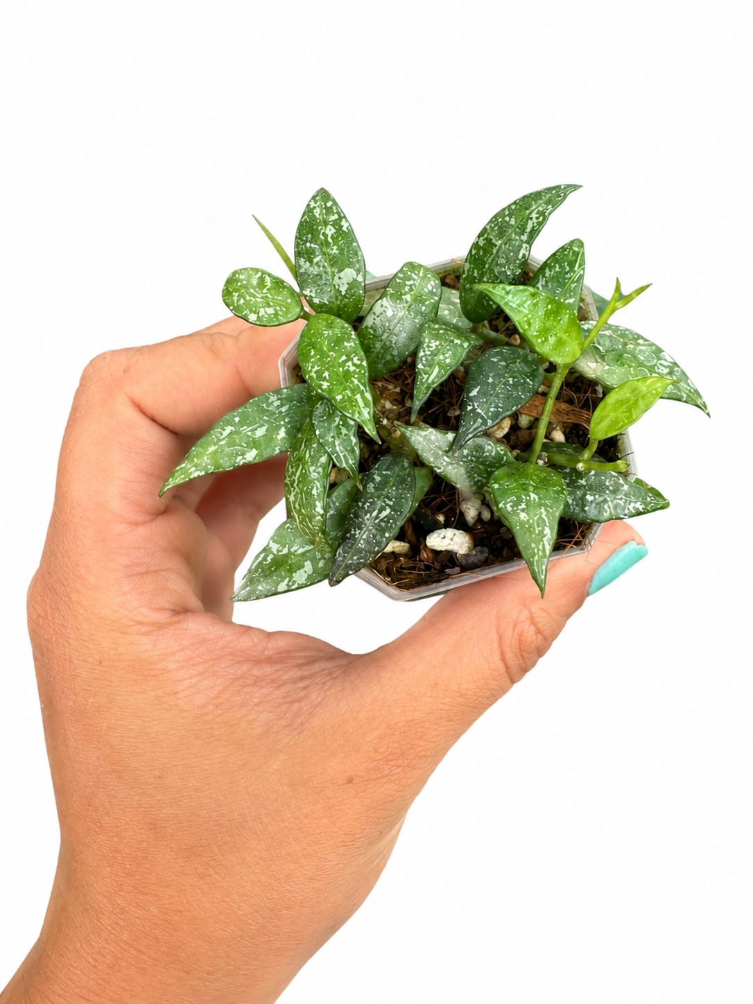 Hoya lacunosa peragin durian 3”