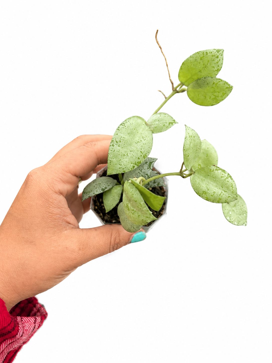Hoya lacunosa silver pearl 3”