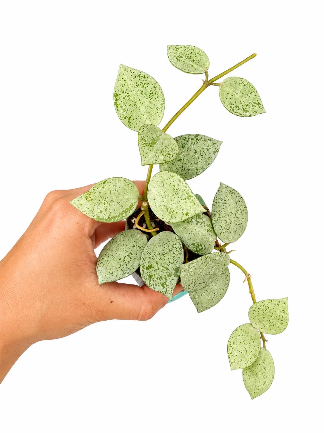 Hoya lacunosa white pearl 3”