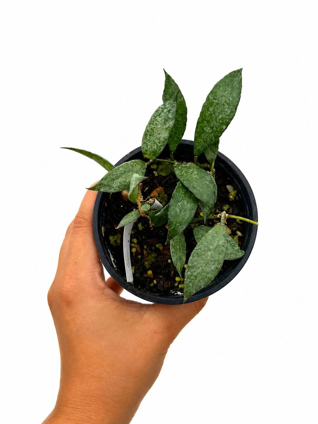 Hoya lacunosa white pearl 4”