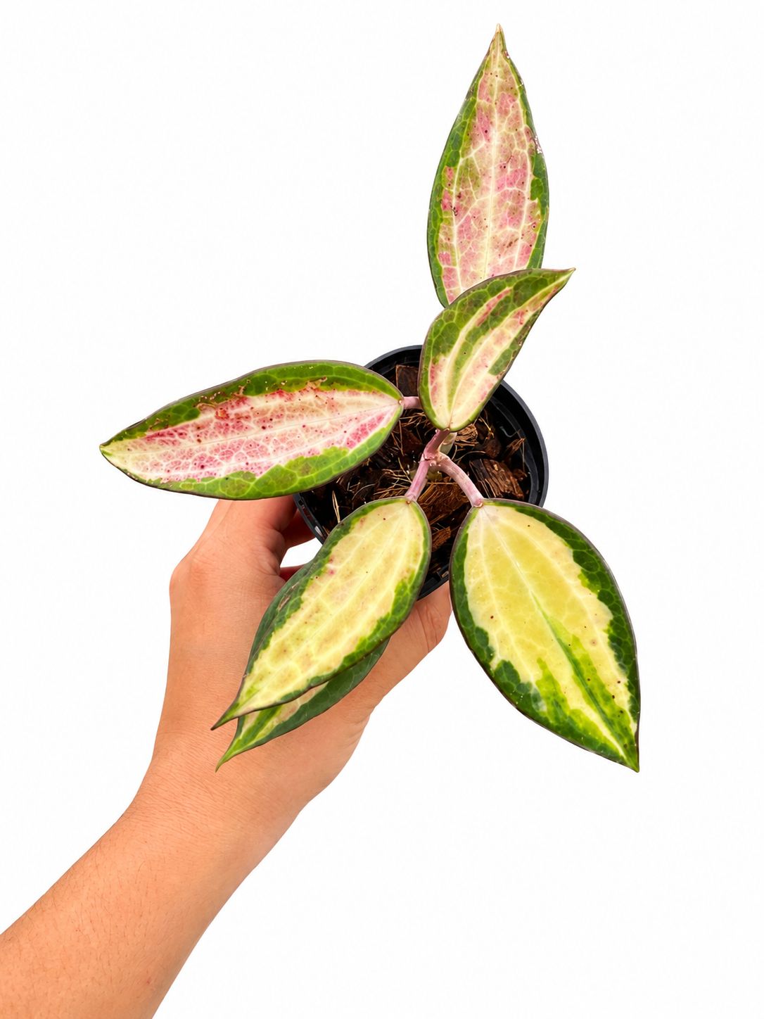 Hoya latifolia pot of gold 3”