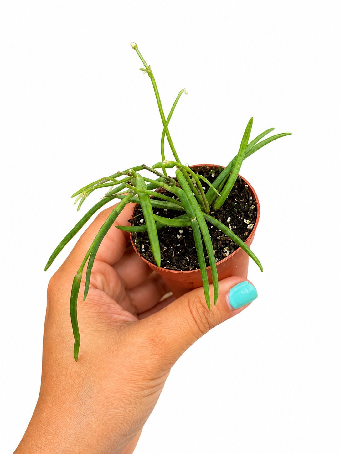 Hoya linearis 3”