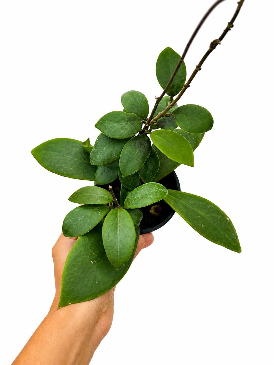 Hoya mindorensis 4”