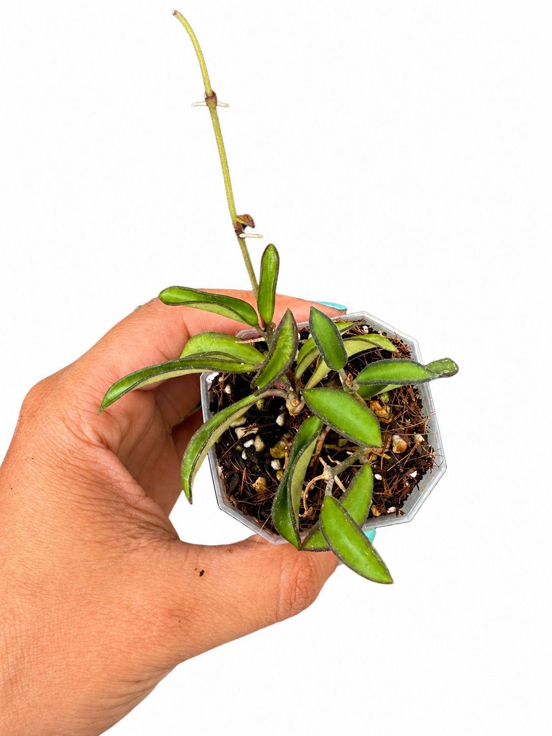 Hoya mini wayeti 3”
