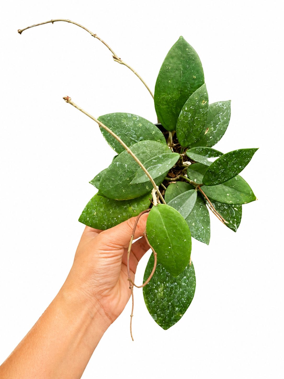 Hoya pallida 4”