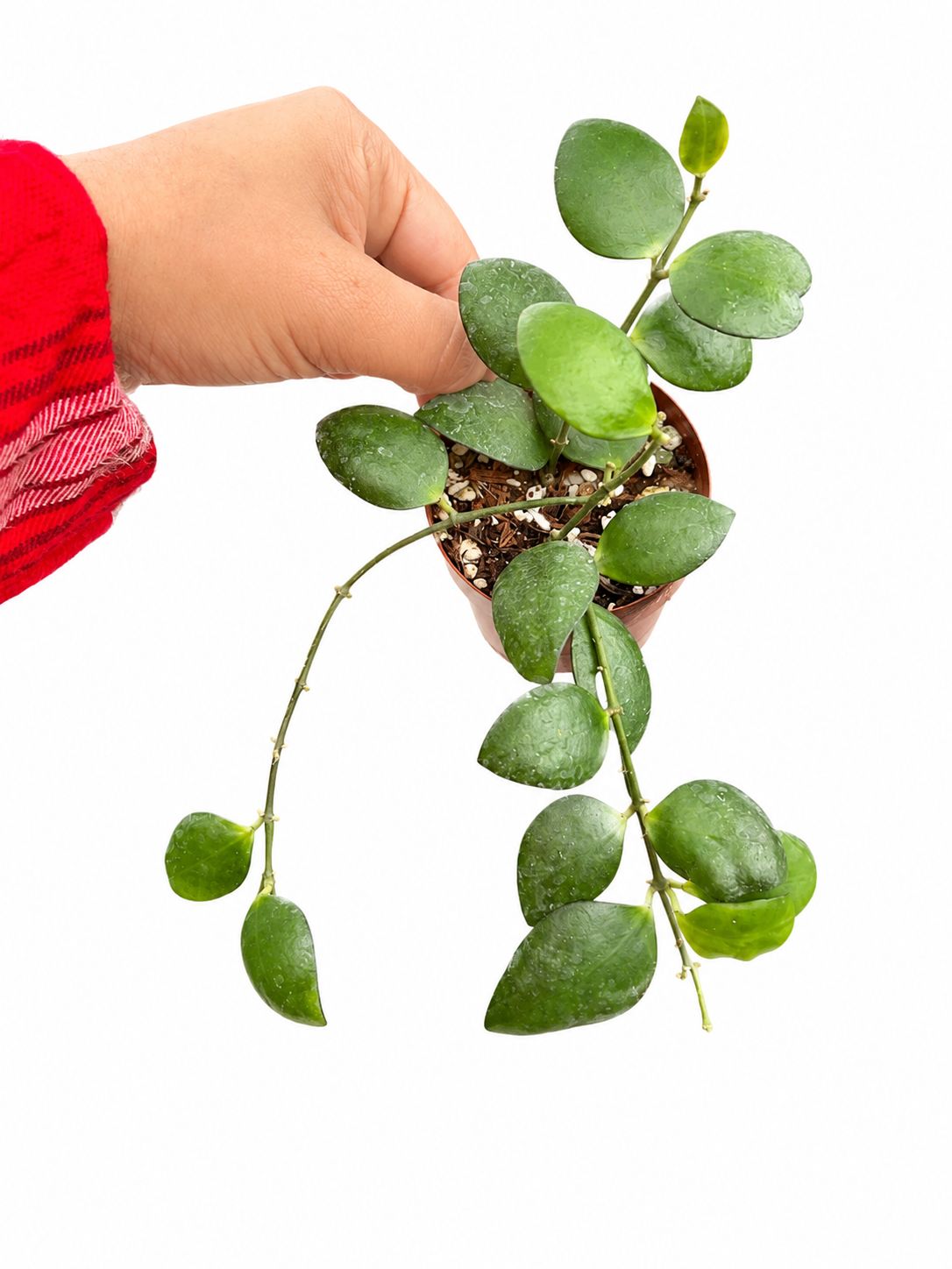 Hoya pallilimba 3”
