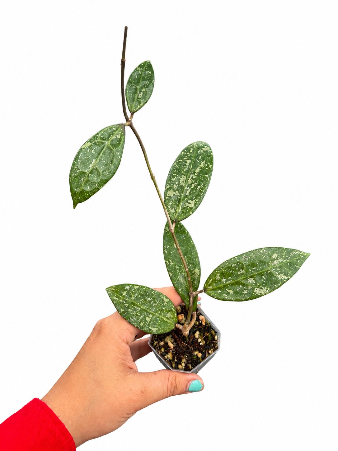 Hoya pmp171 3”