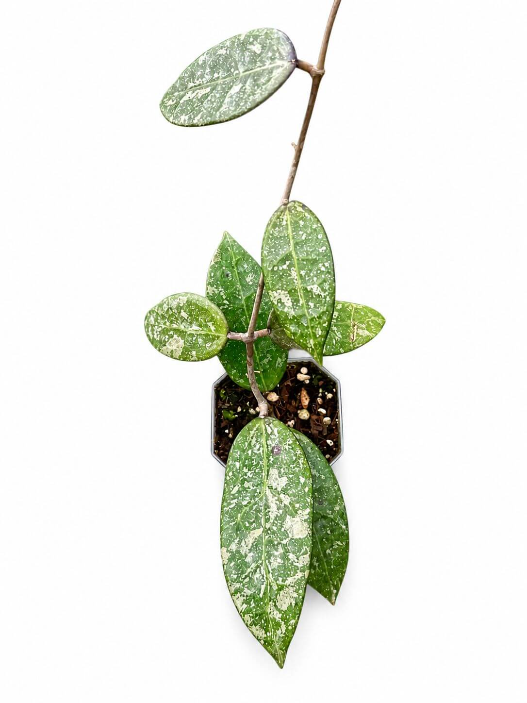 Hoya pmp171 splash 3”