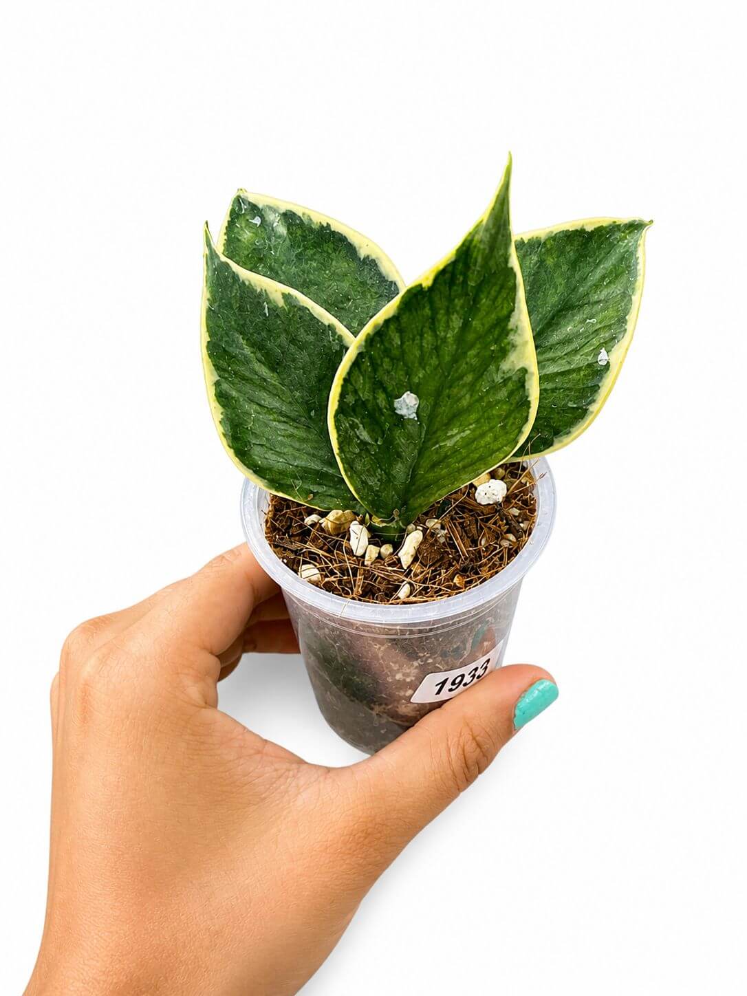 Hoya polyneura albo 3”