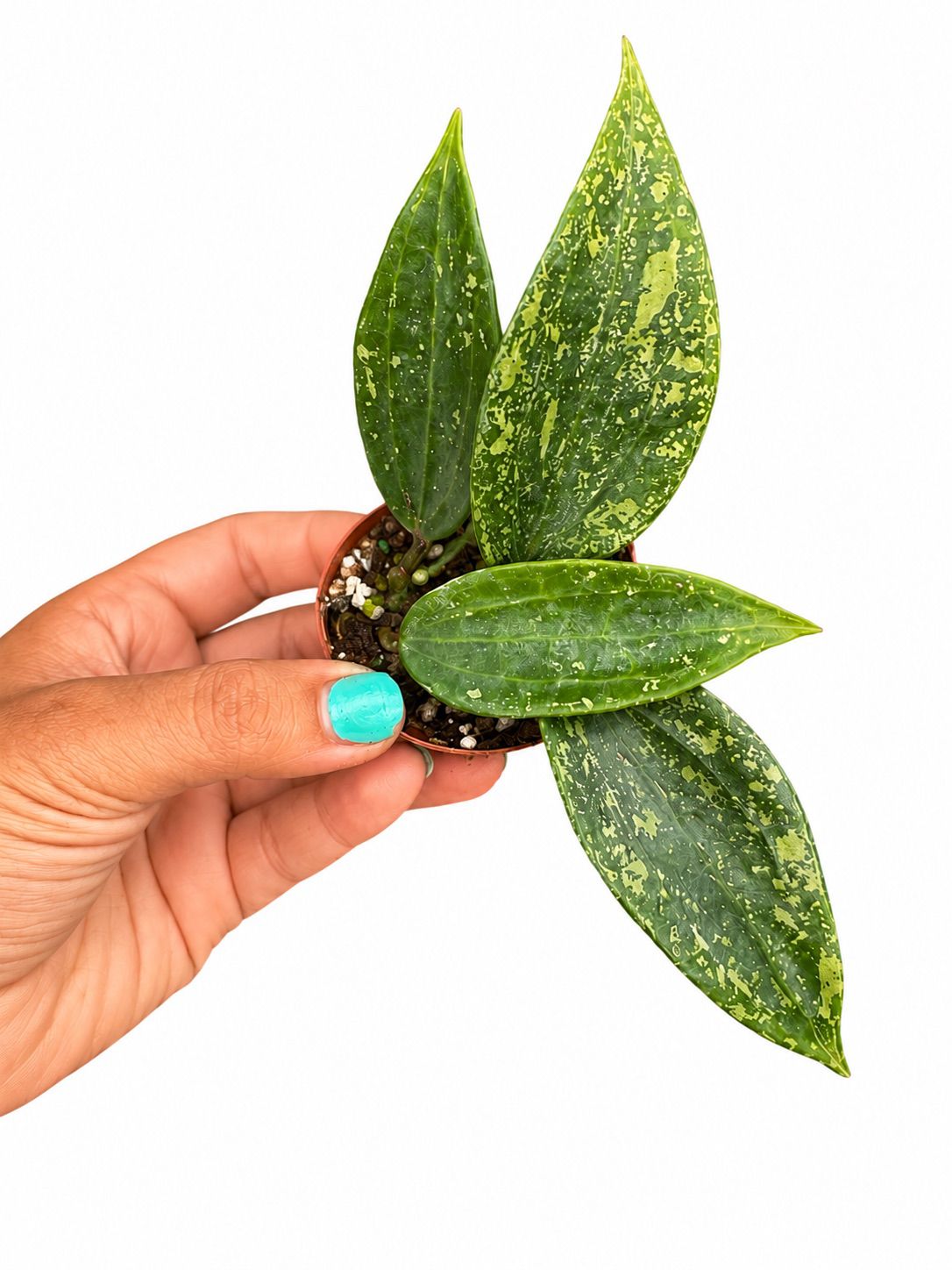 Hoya rangsan 3”