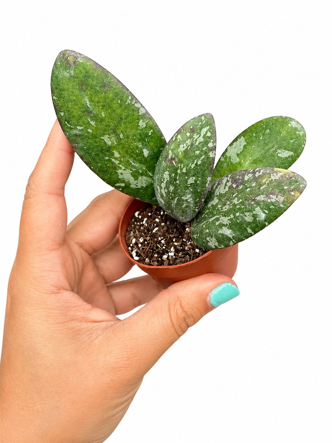 Hoya sigilatis silver 3”