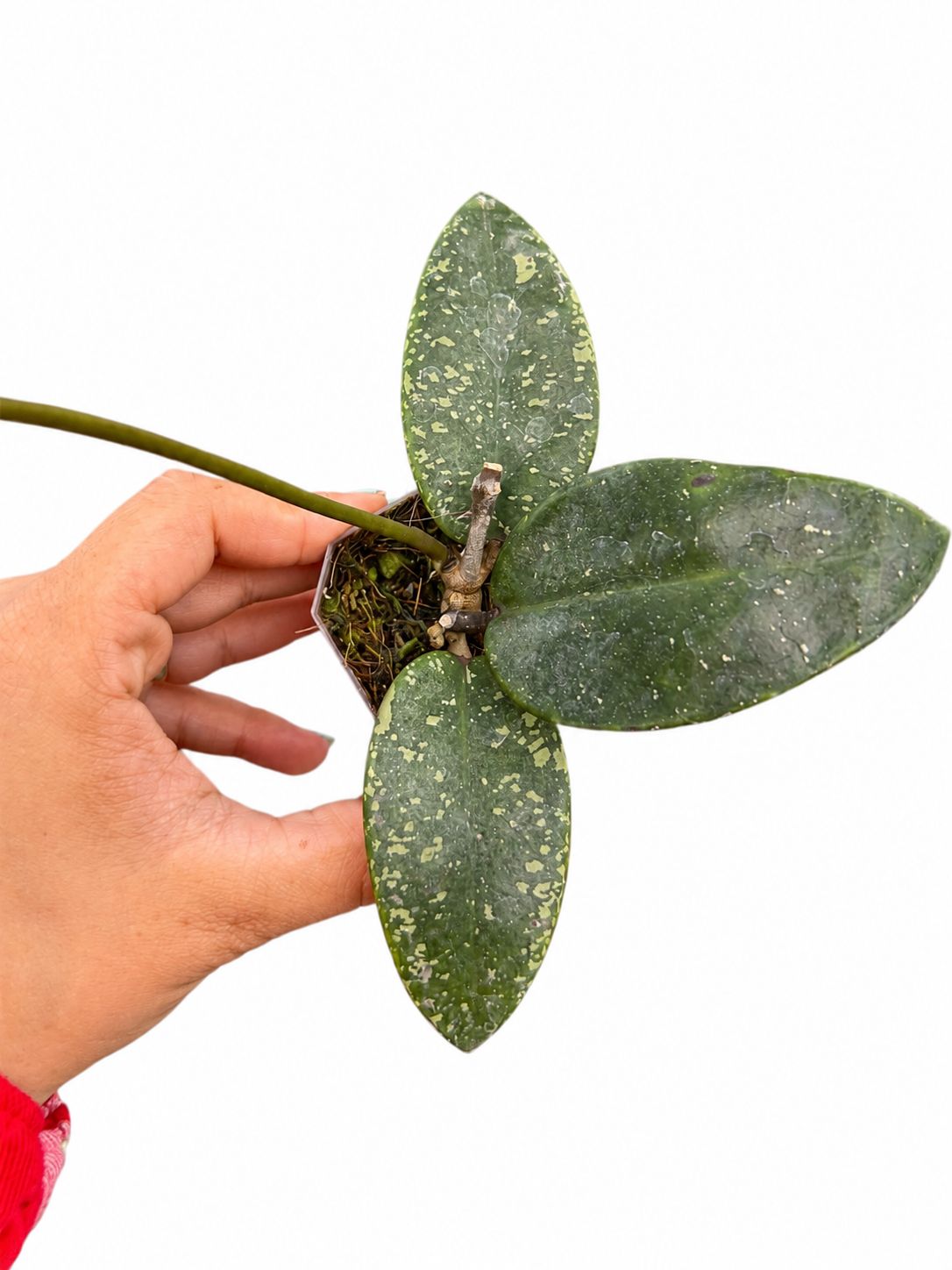 Hoya silver dollar splash 3”