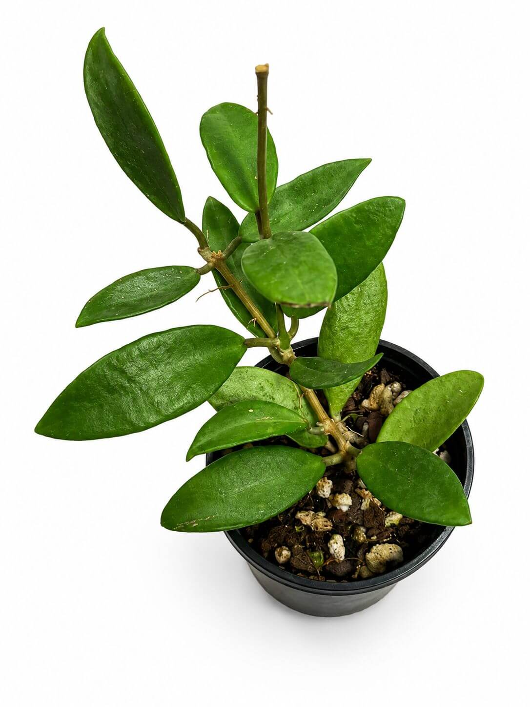 Hoya silver lady 4”