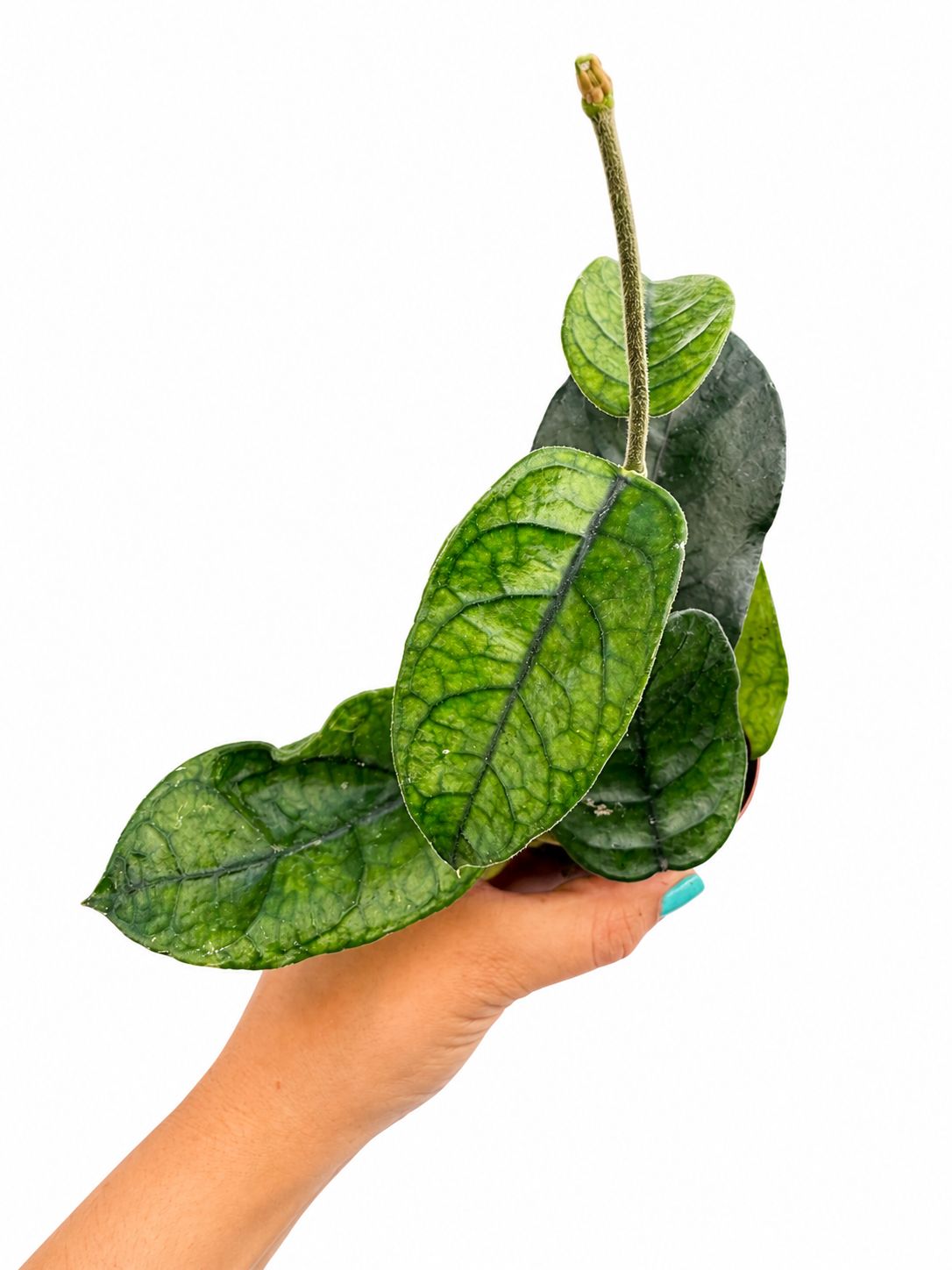 Hoya villosa 3”