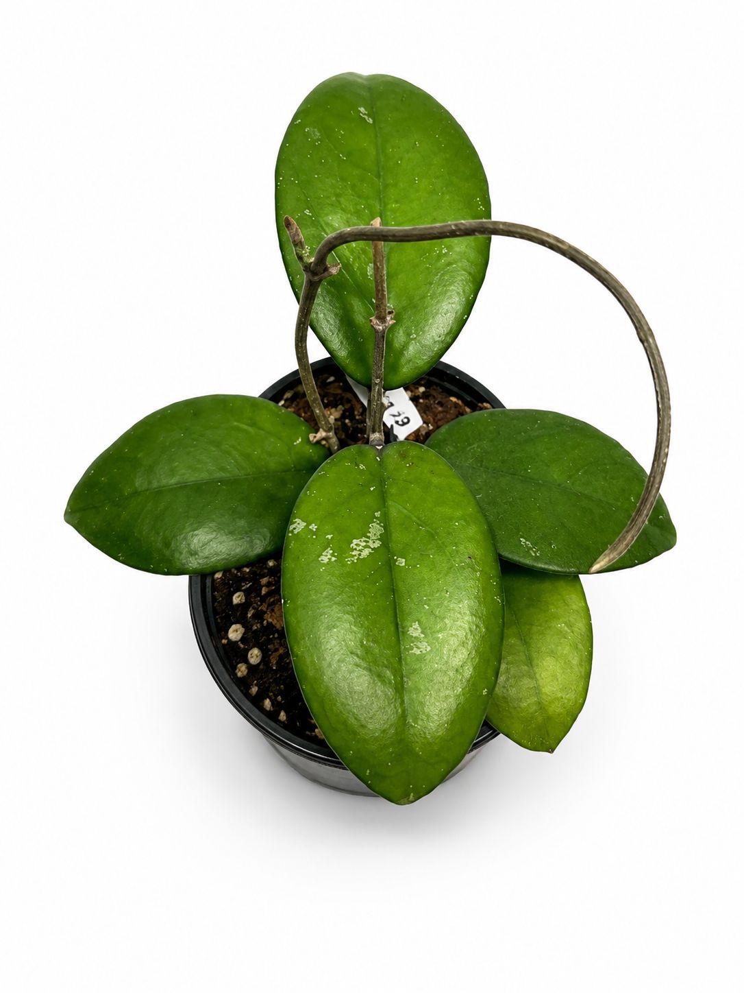 Hoya vitellina 4”