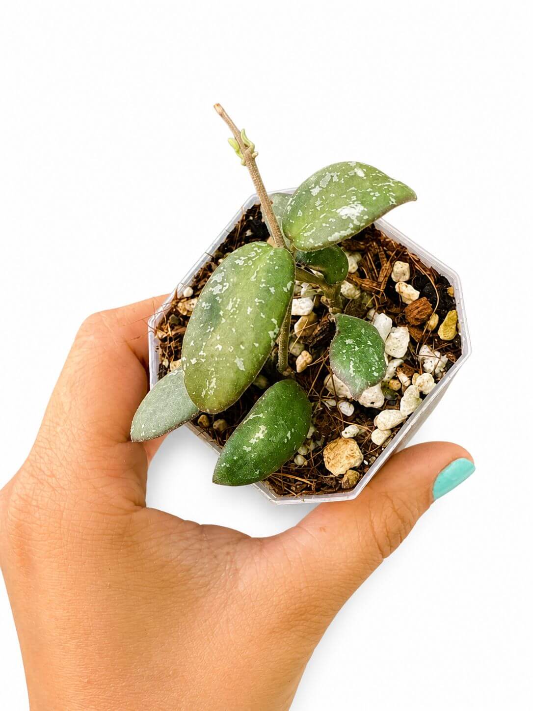 Hoya vl9 variegated 3”