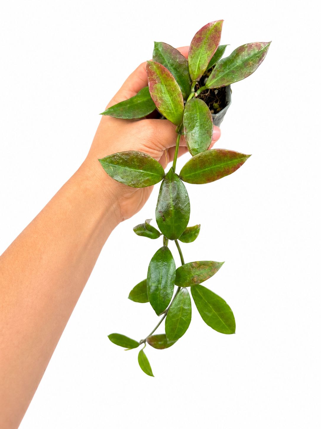 Hoya walliniana ut 3”