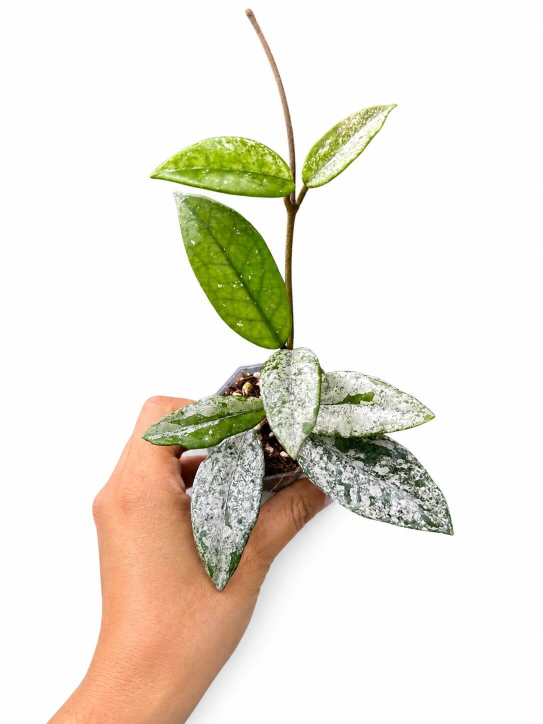Hoya wilbur graves china 3”