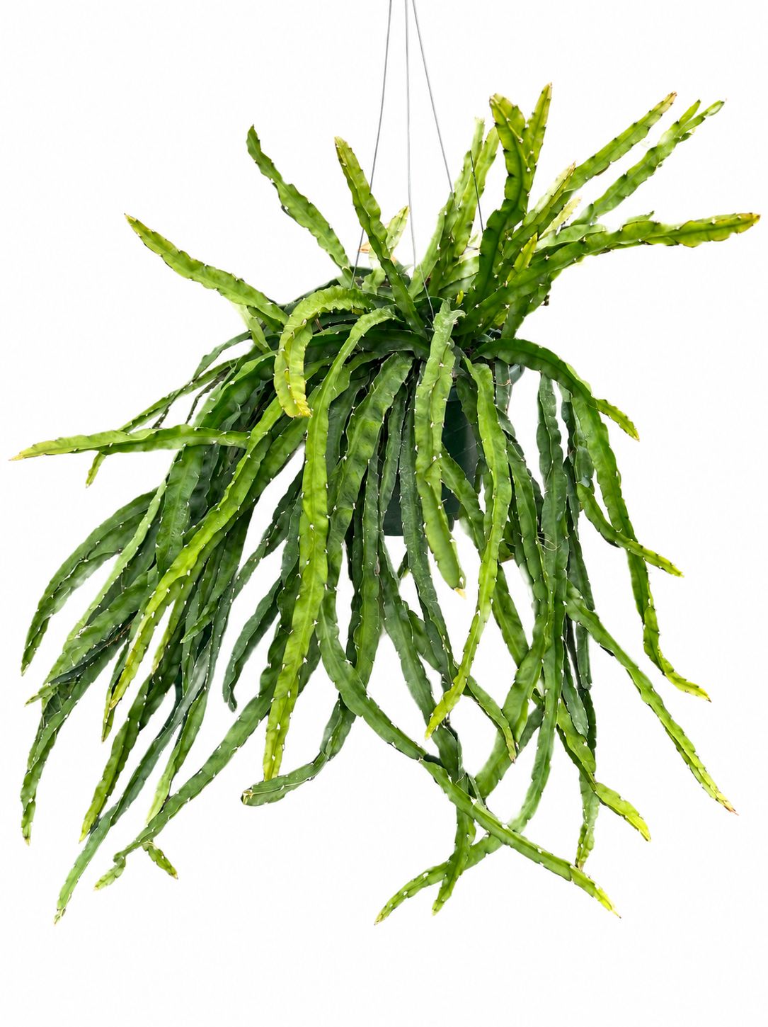 Hurricane Cactus (Lepismium cruciforme) 8”