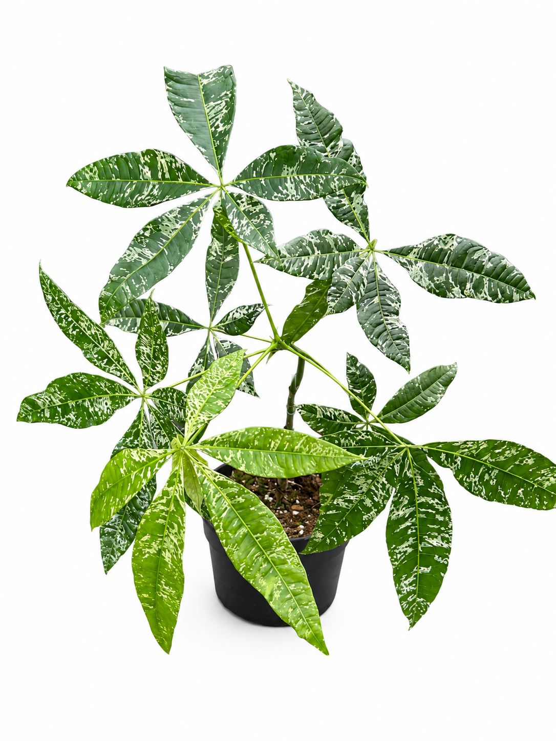 Money tree variegated 6”