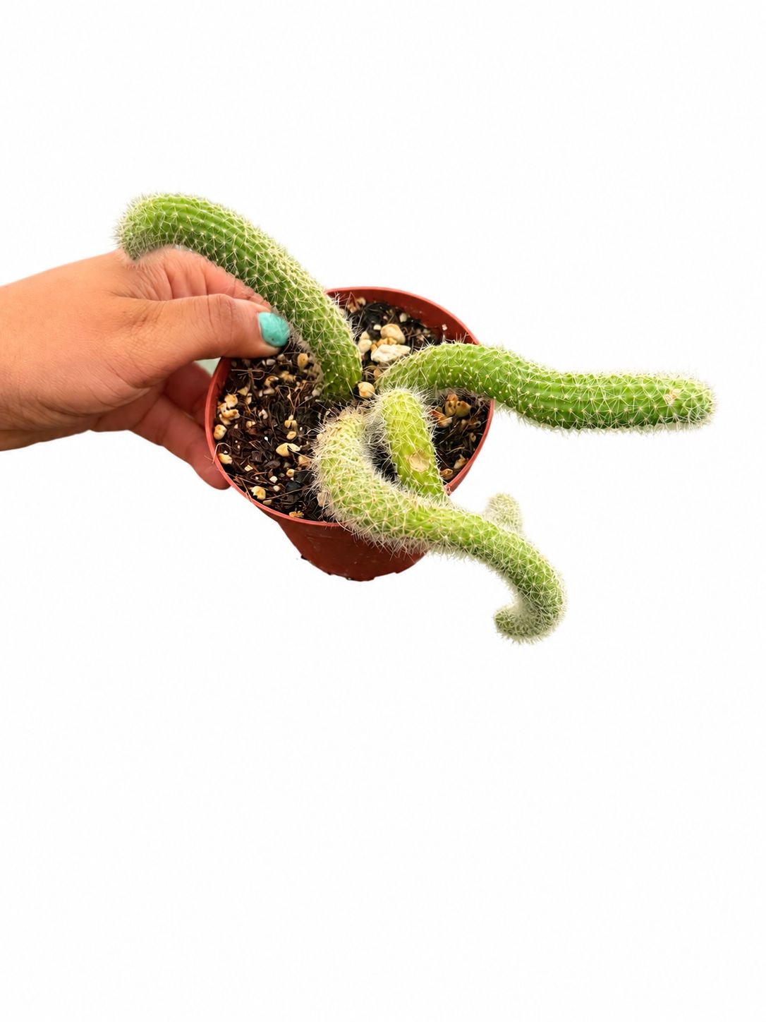 Monkey tail 4”