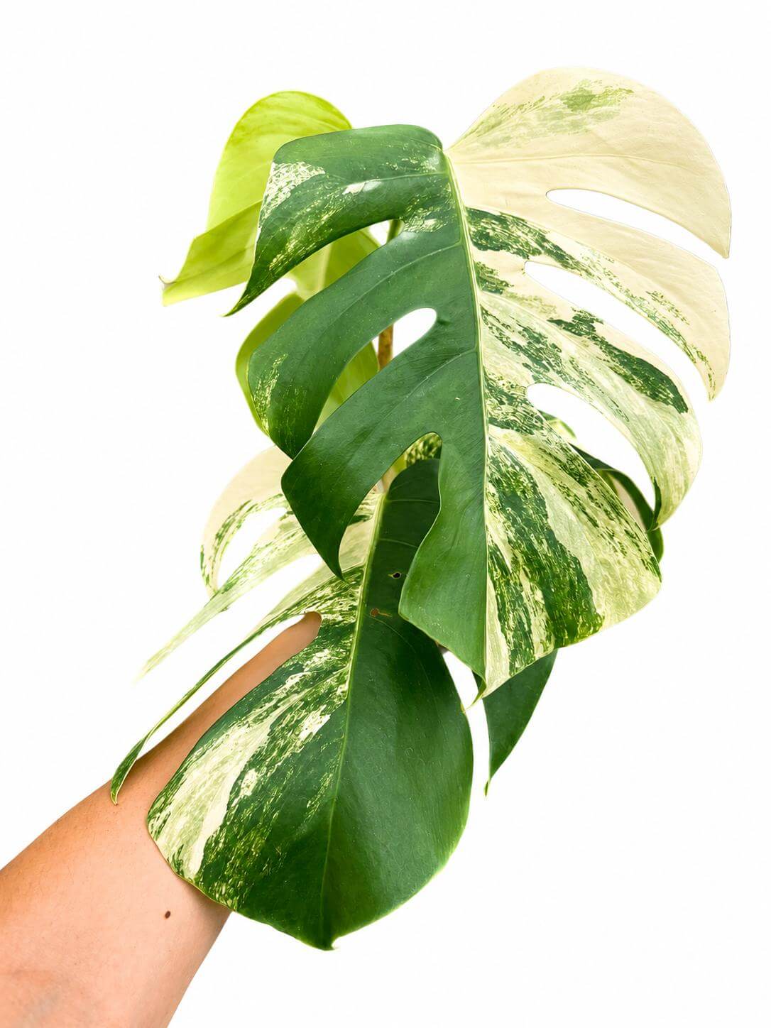 Monstera Aurea 5”