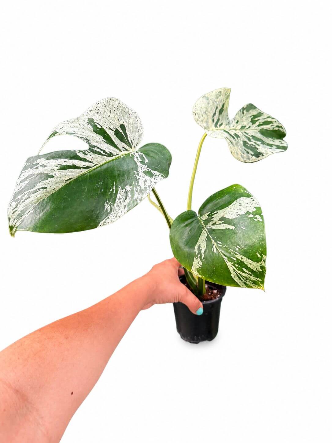 Monstera Bulbasaur 4”