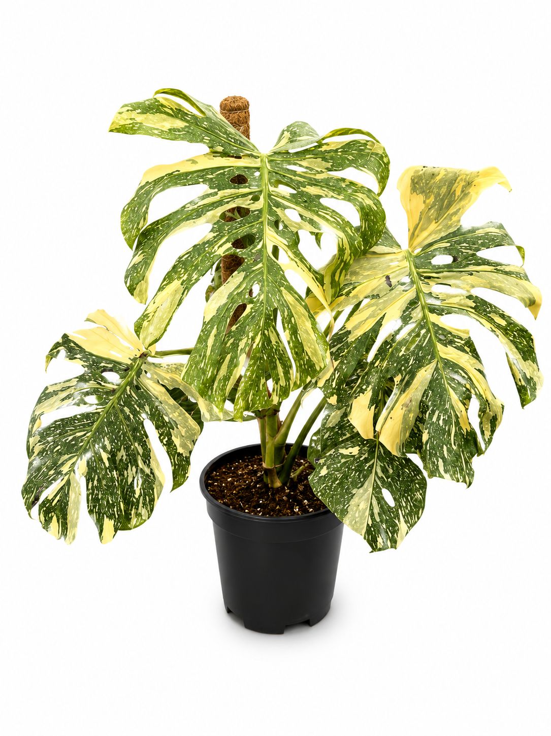 Monstera Creeme Burle 1GL