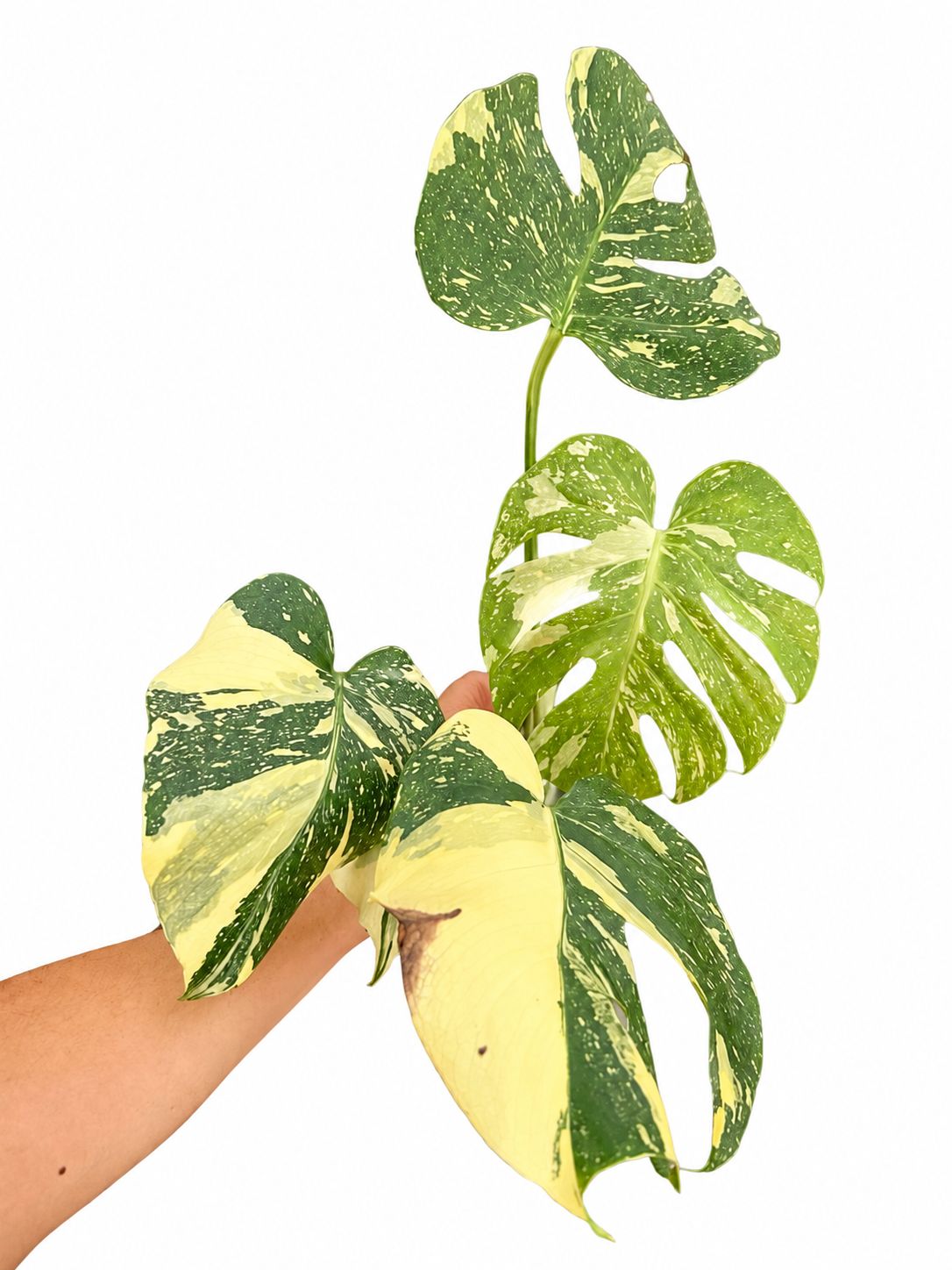 Monstera Creeme Burle 5”