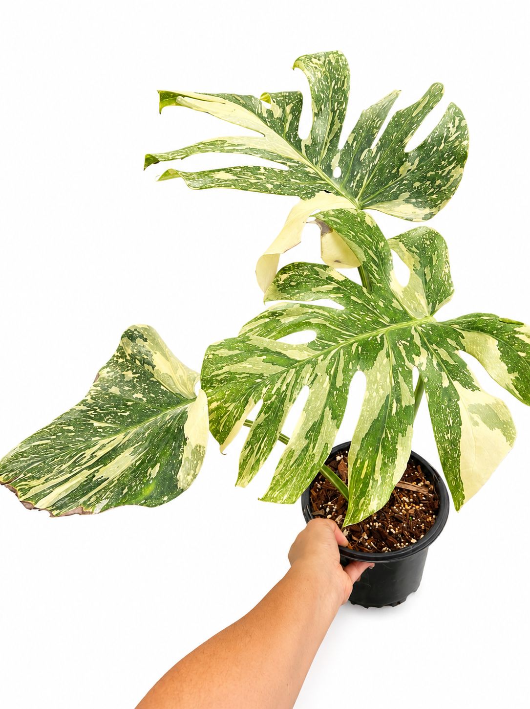 Monstera Creeme burle 1GL