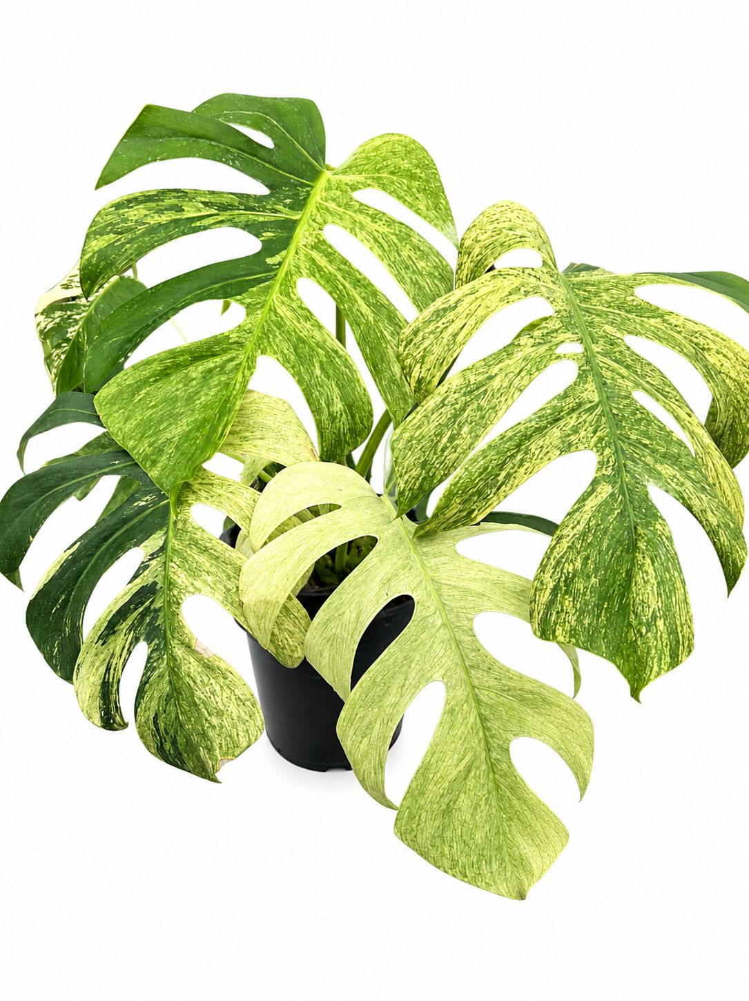 Monstera Jungle Mint 1GL