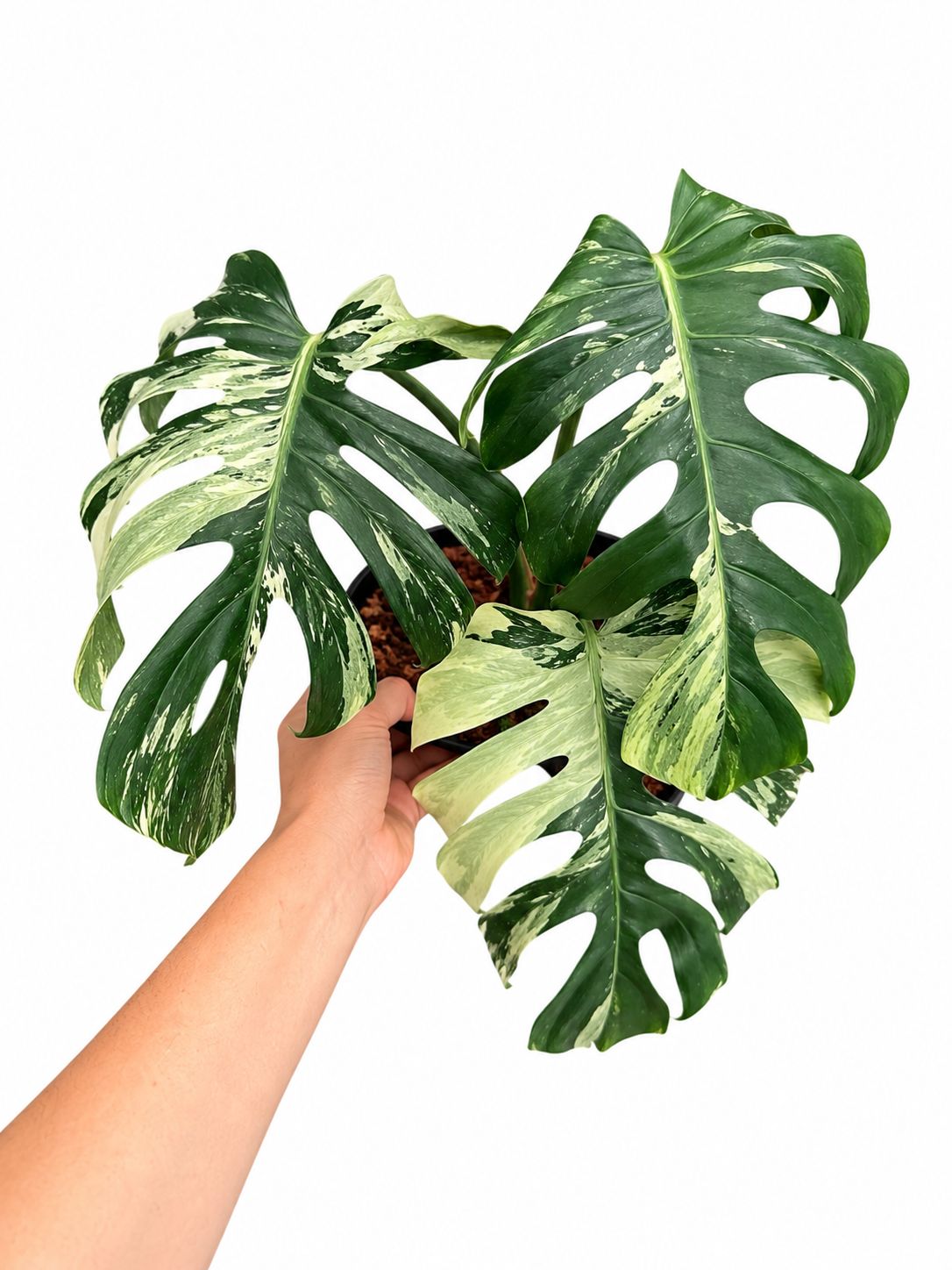 Monstera Jungle Mint NOID 1GL