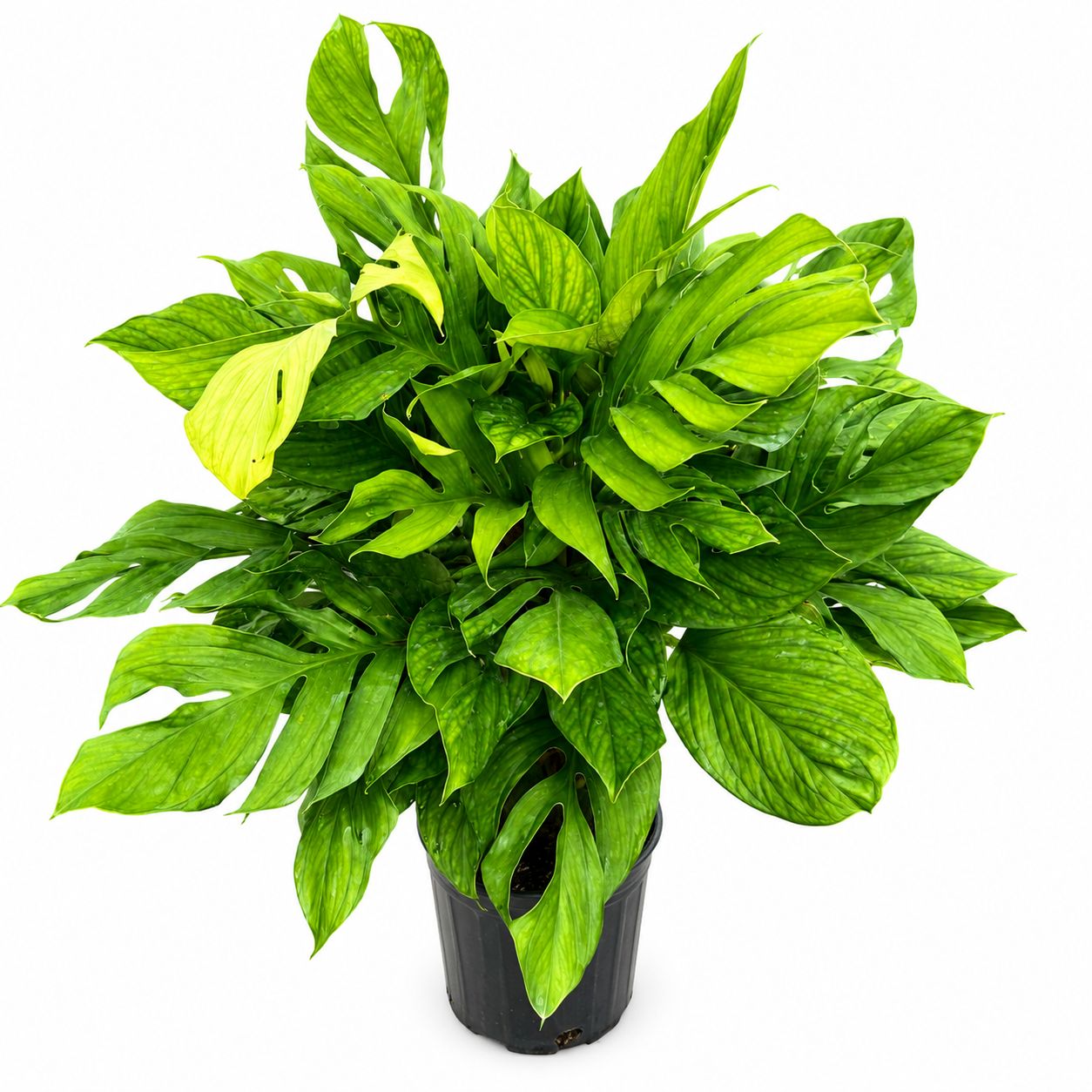 Monstera Pinnatipartita 1GL