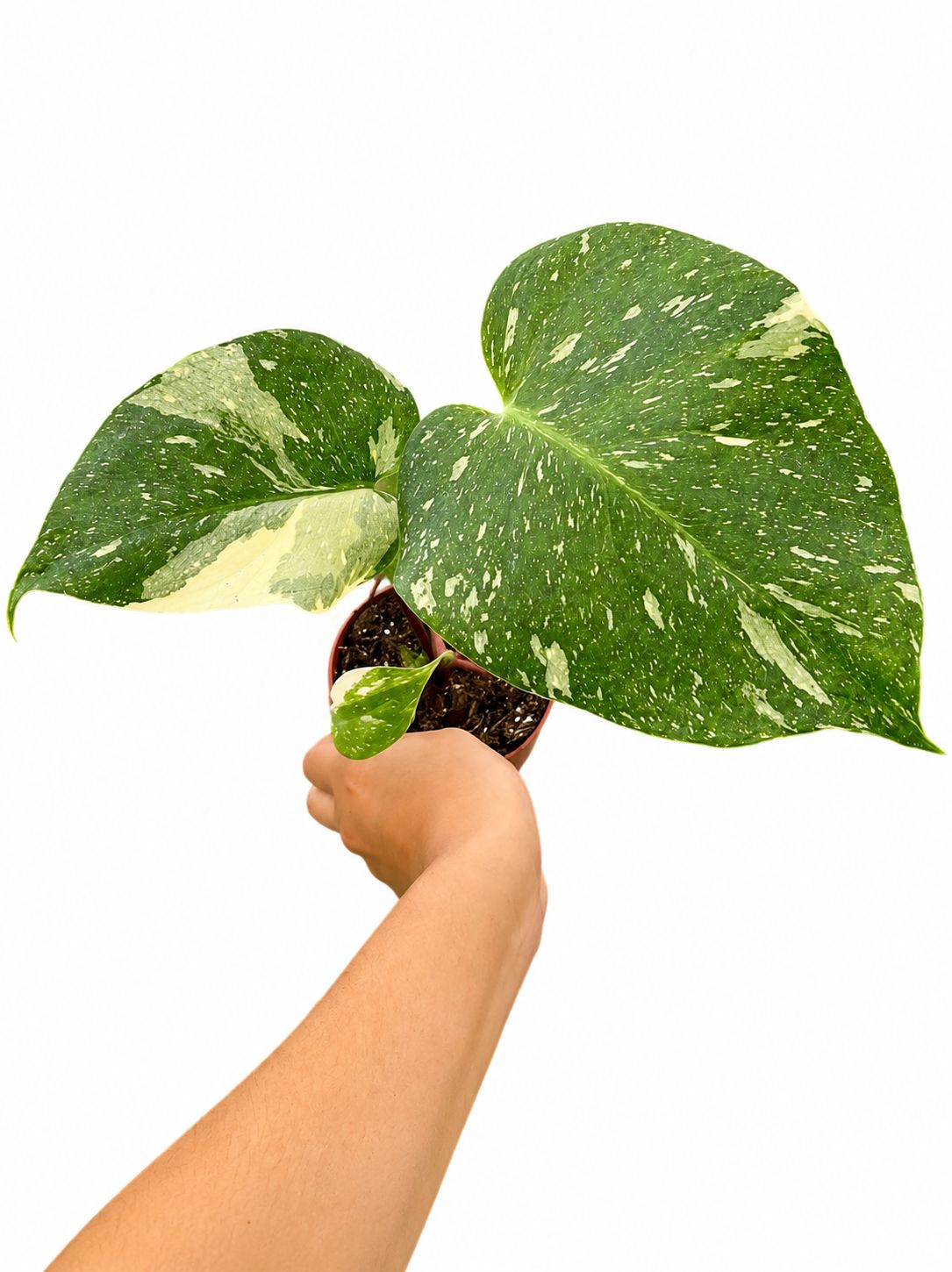 Monstera Thai 4”