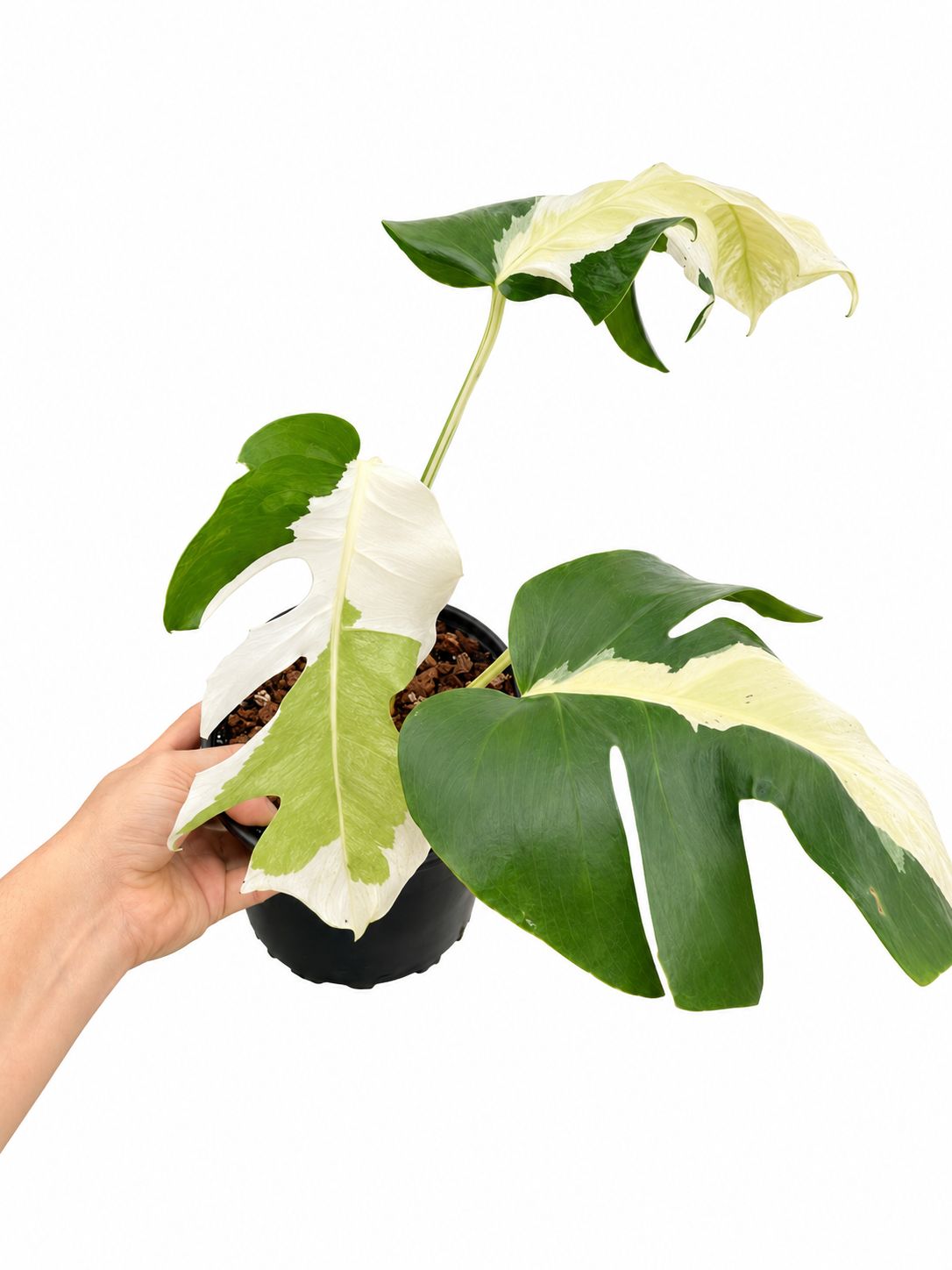 Monstera White Lava 1GL #1