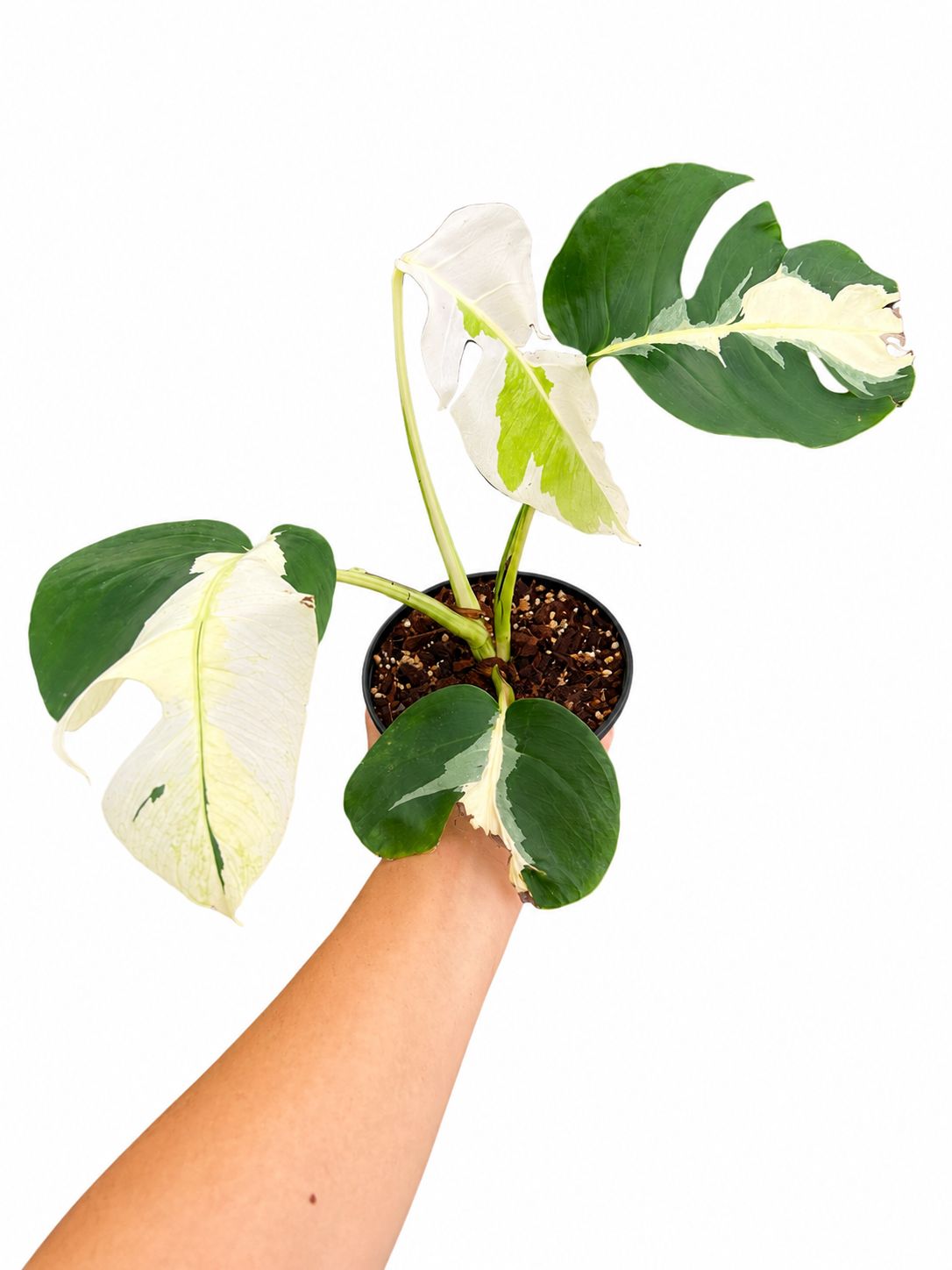 Monstera White lava #3