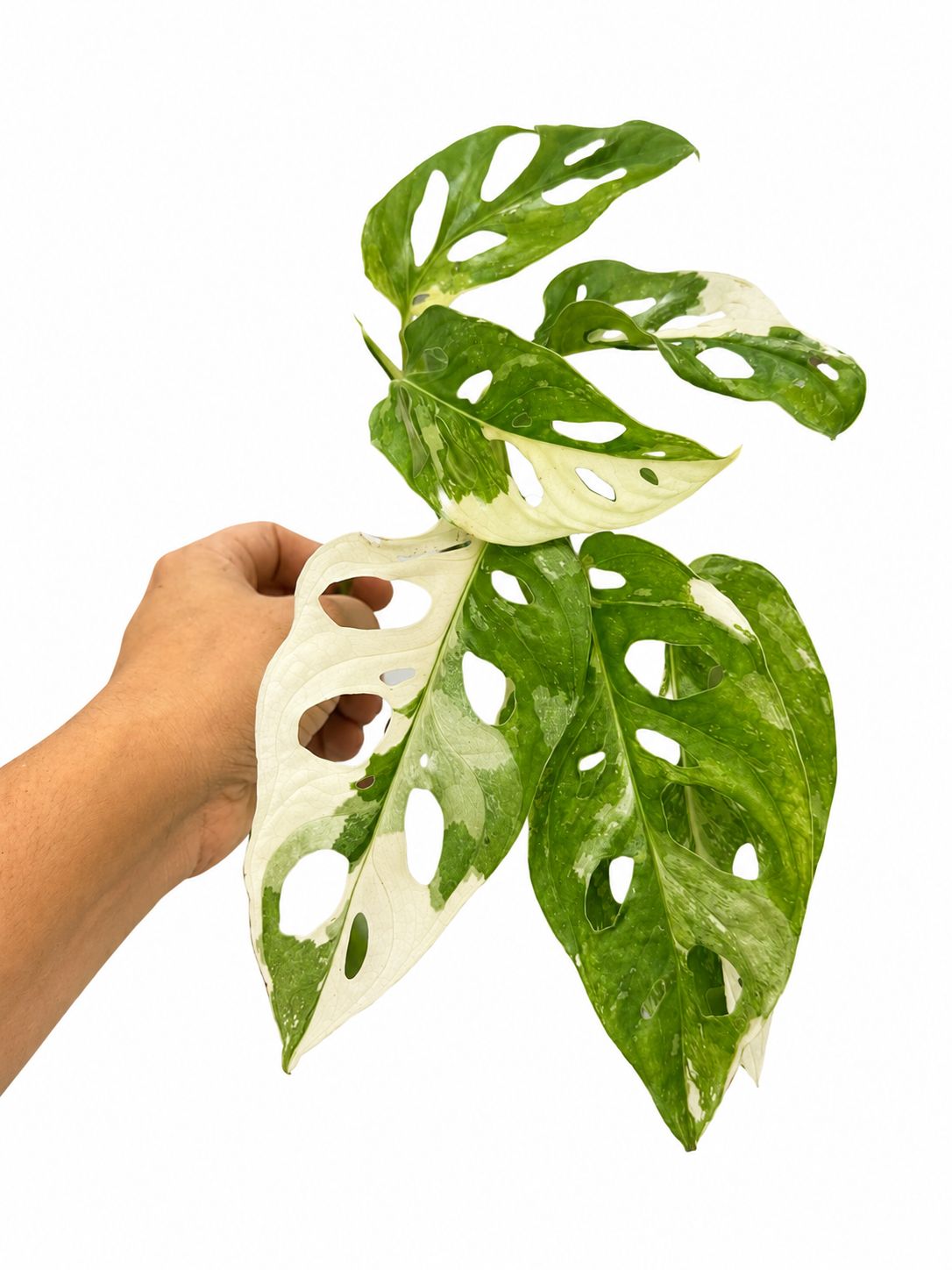 Monstera adansoni albo 4”