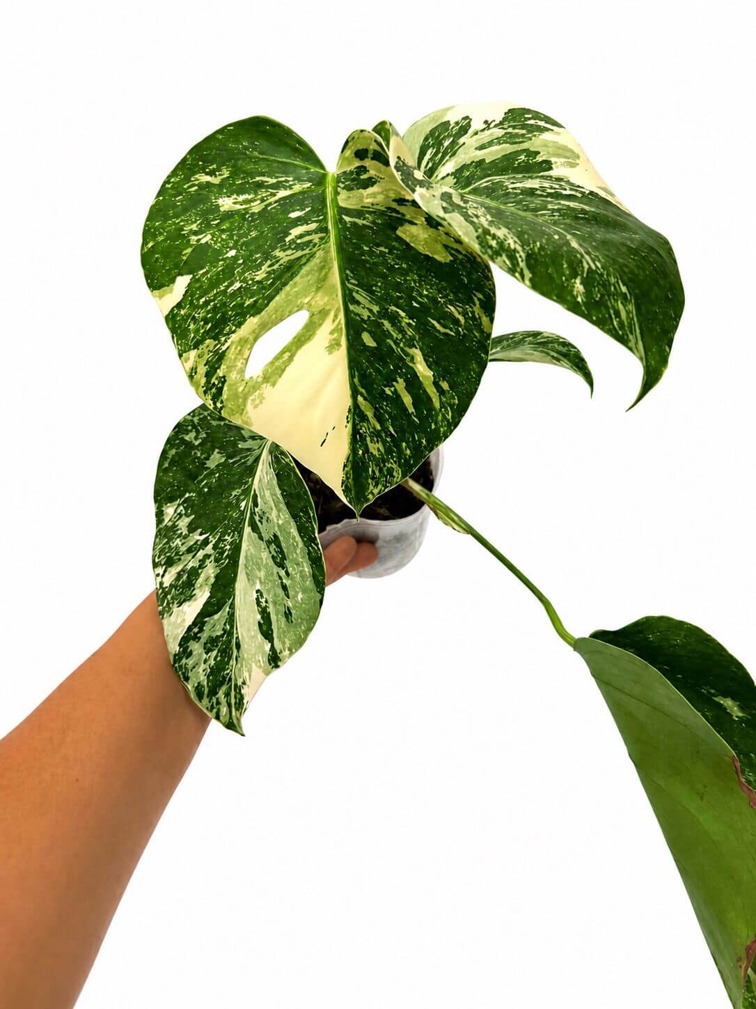 Monstera albo 5”