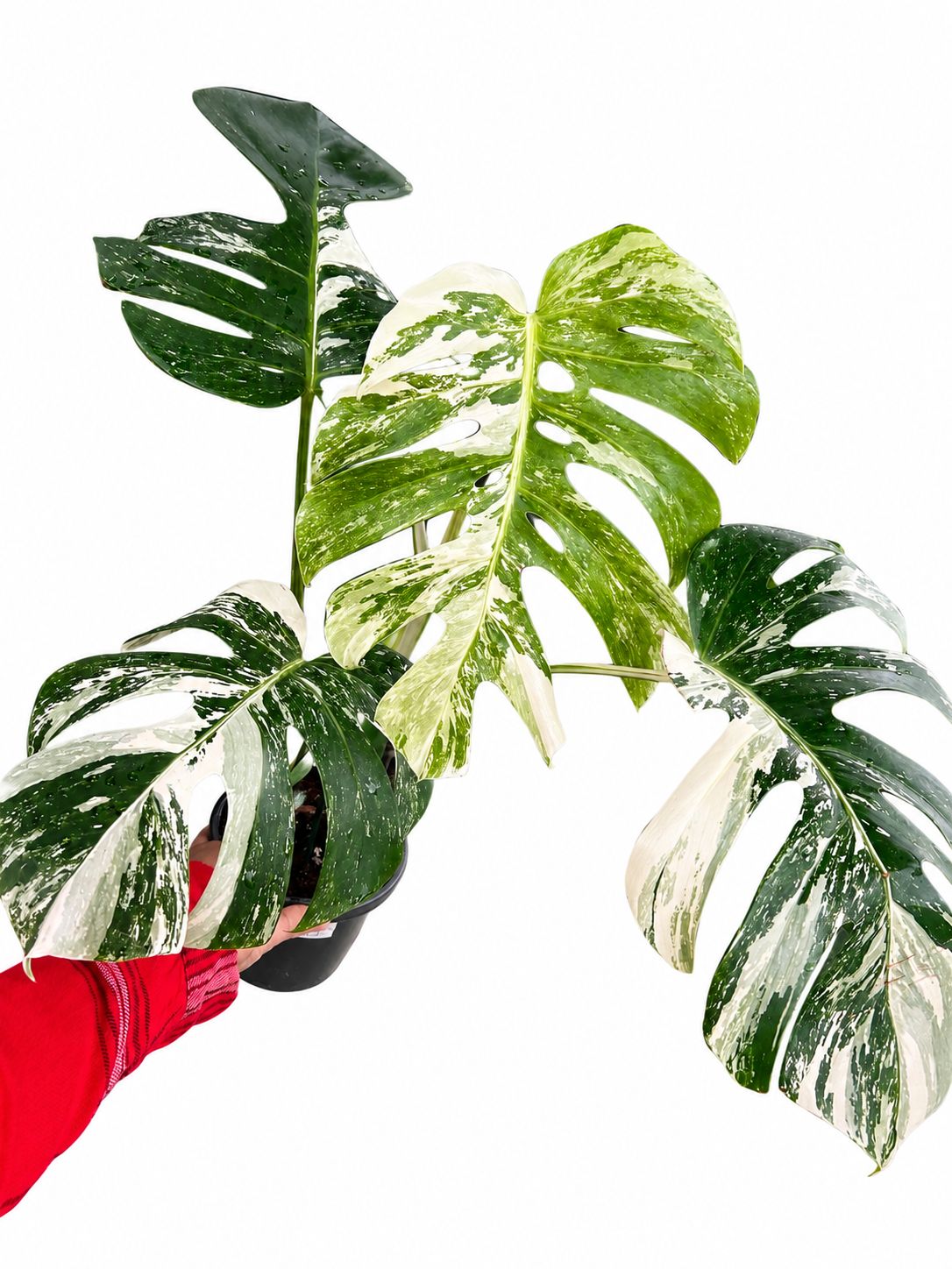 Monstera albo with fenestration 5”