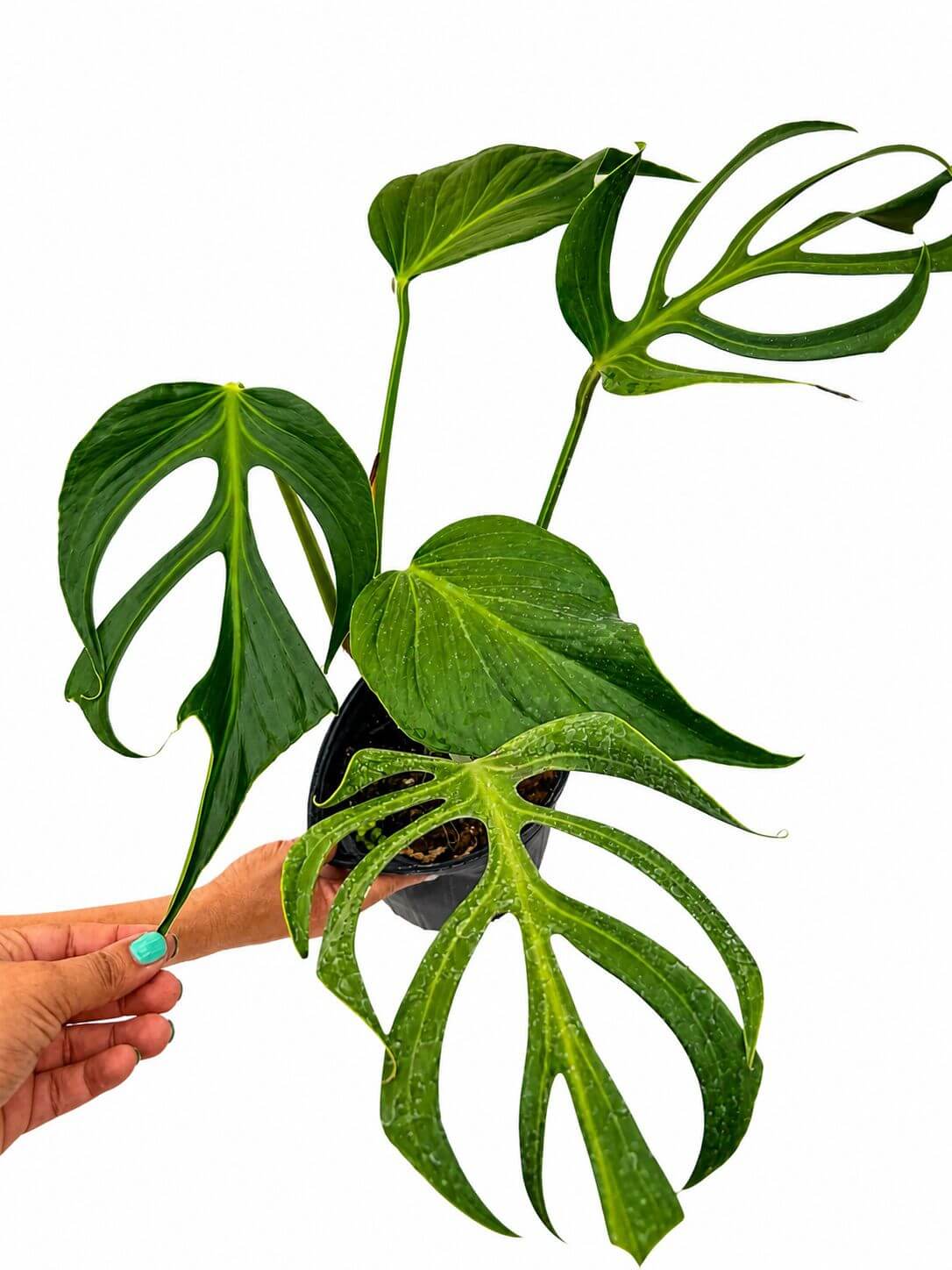 Monstera burlemax flame 1GL