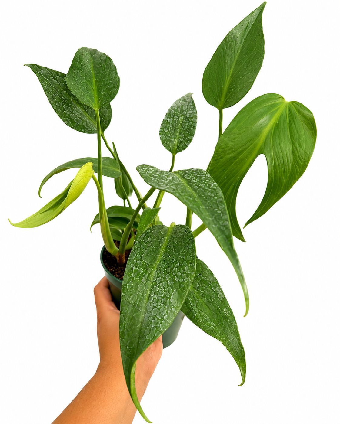 Monstera burlemax flame 1GL