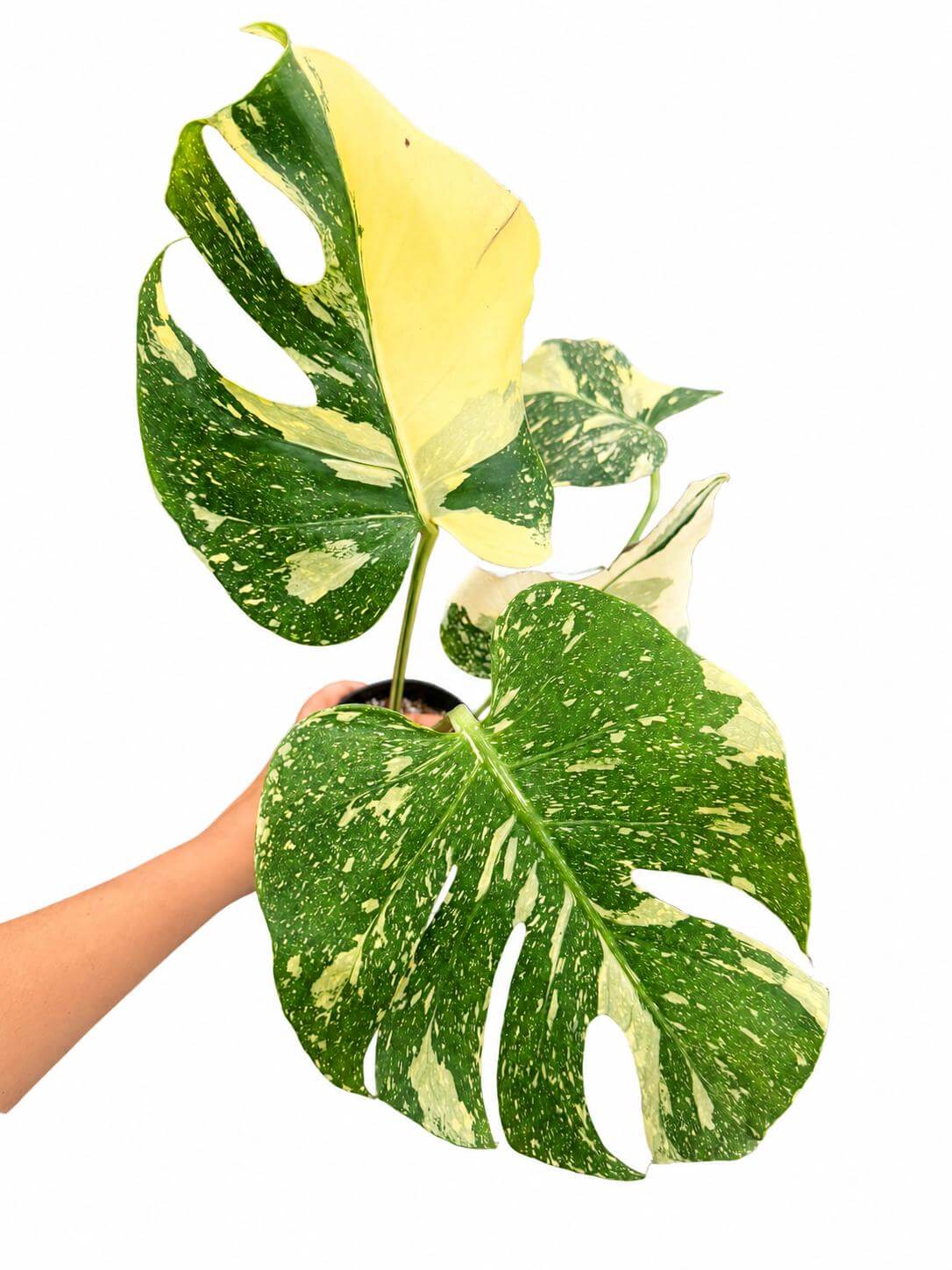 Monstera creeme Burle 5”