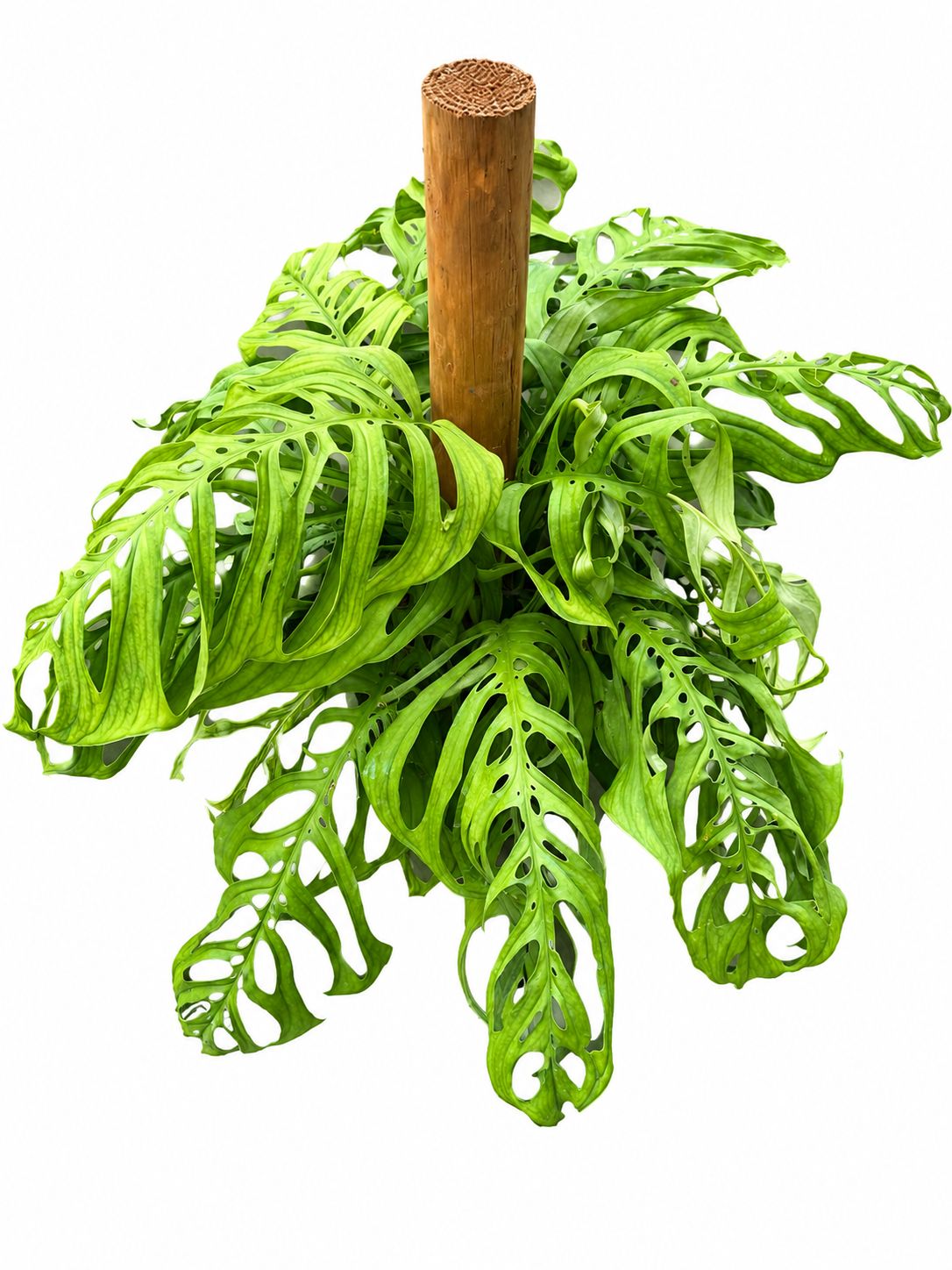 Monstera esqueleto 1GL