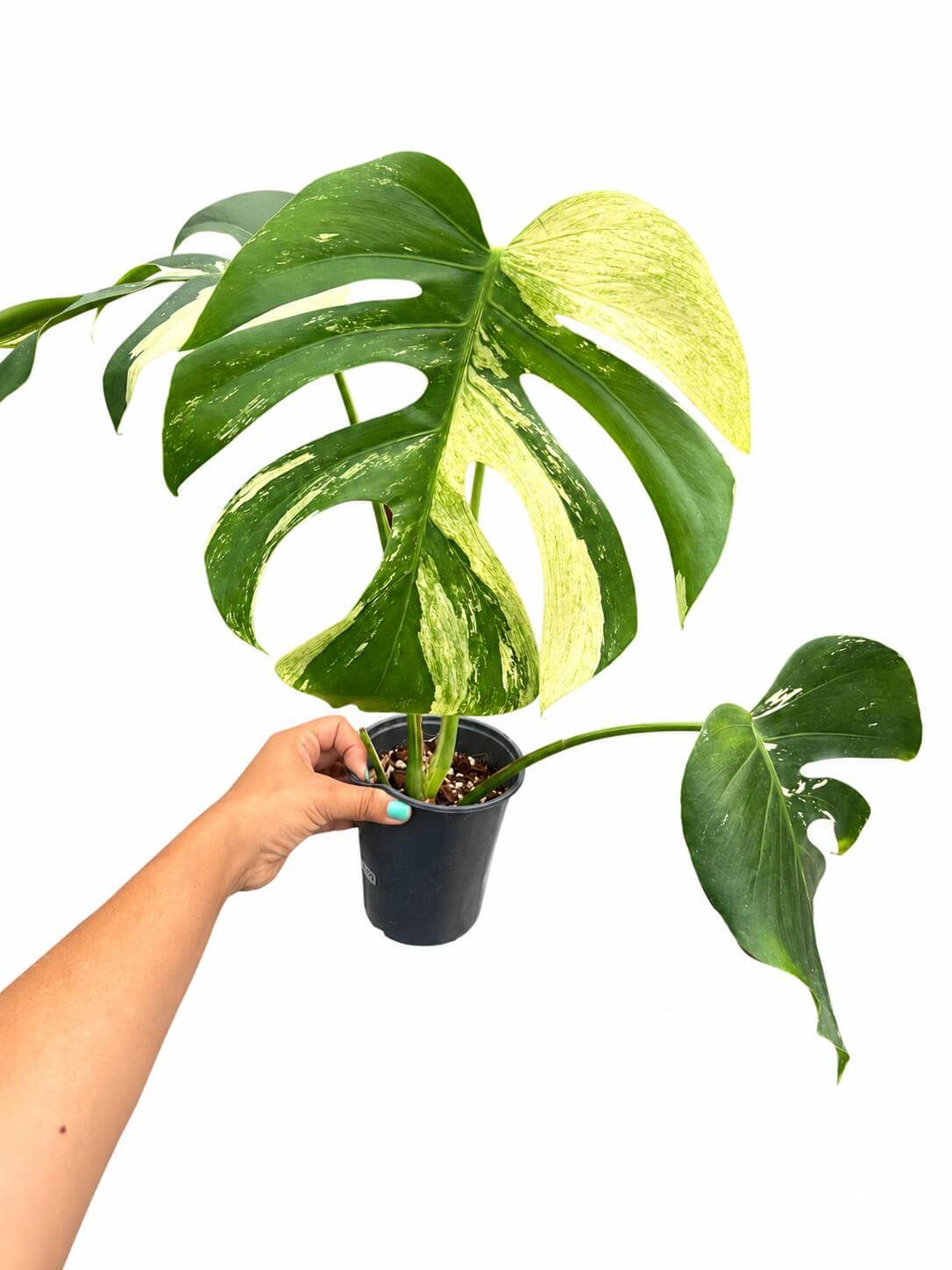 Monstera jungle mint 5”