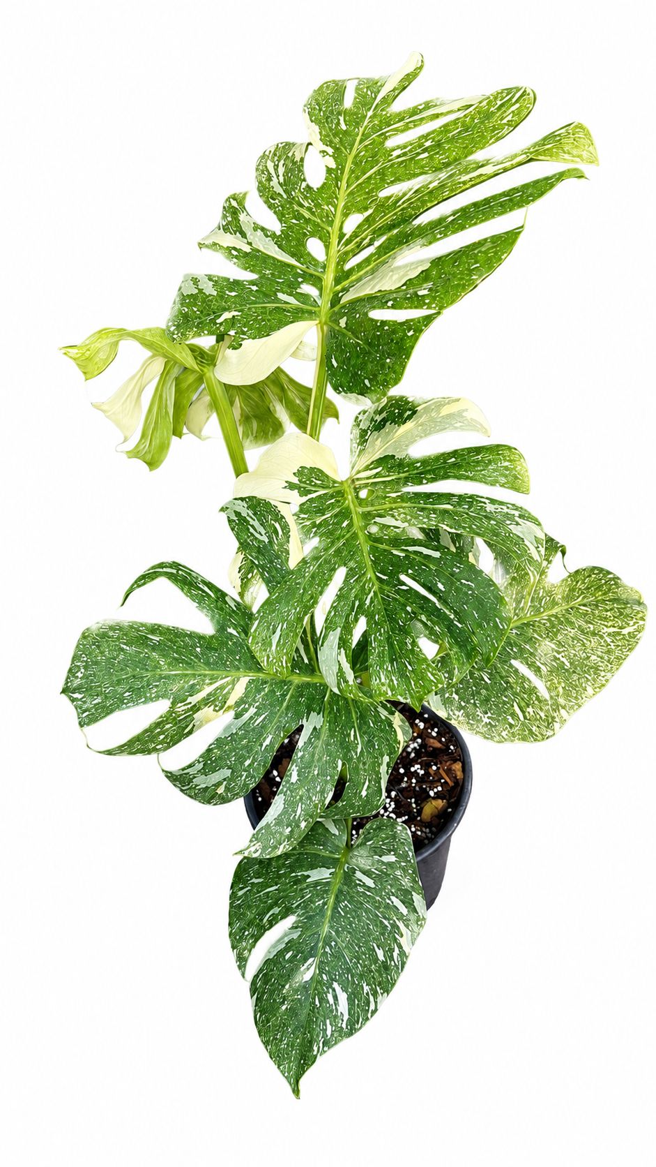 Monstera legacy 8”