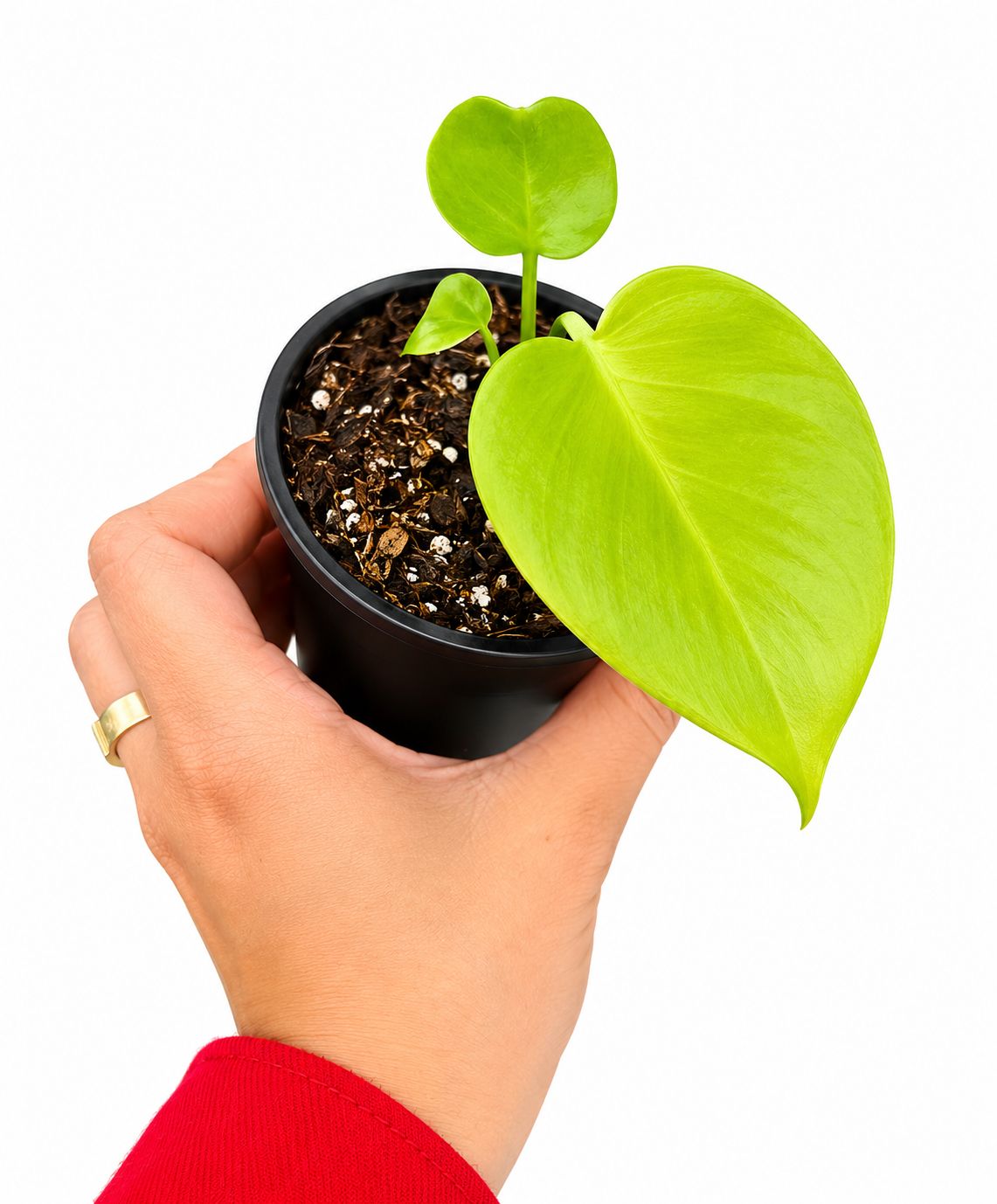 Monstera lemon lime 3”